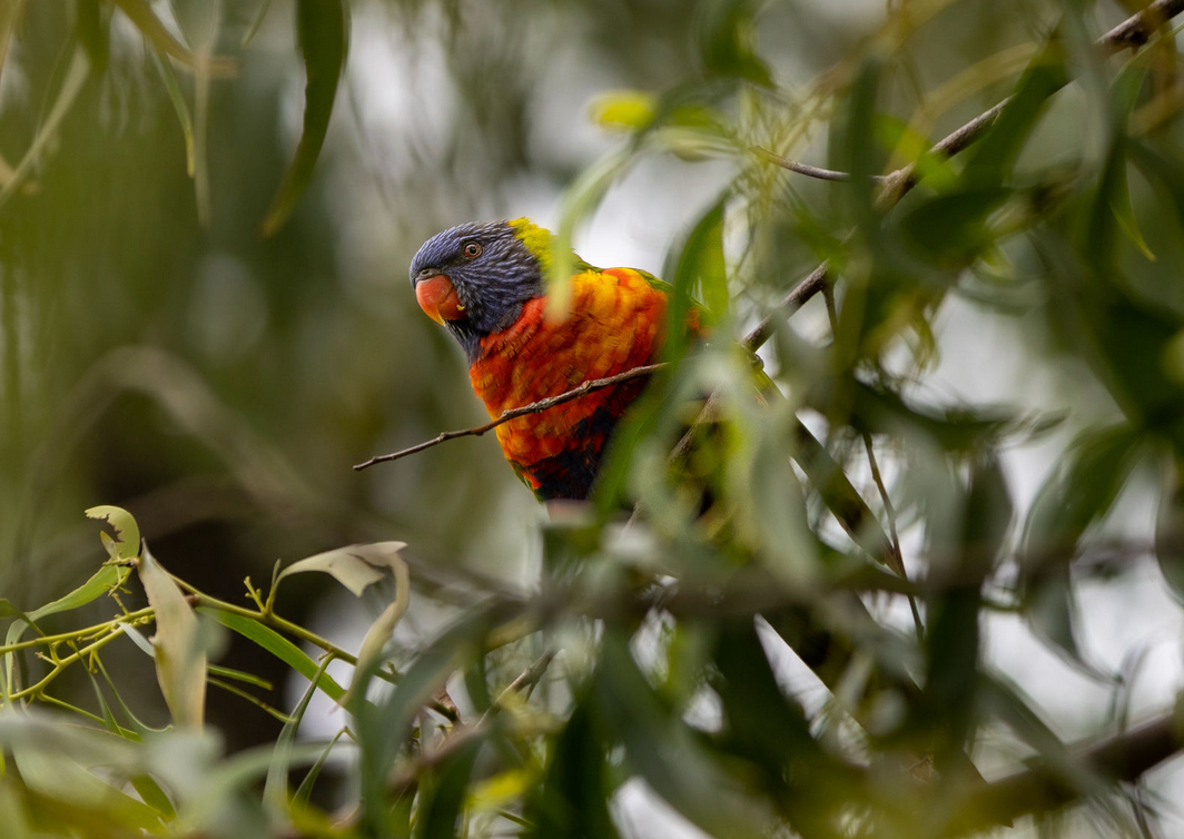 Wildlife photographer based in Sydney photographer Sydney captured Colorful rainbow lorikeet in Wollongong among green leaves.