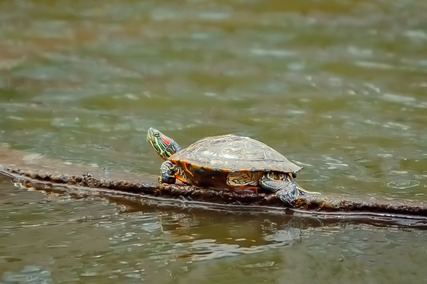 Red-eared Slider turtle nature photography A painted turtle basks on a floating log in murky water.