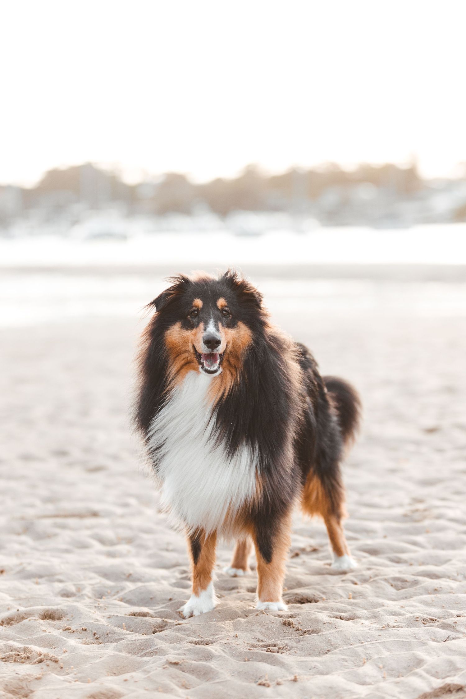 A tri-color Shetland Sheepdog stands alert on a sandy beach with a blurred coastal background. Sutherland Shire videographer