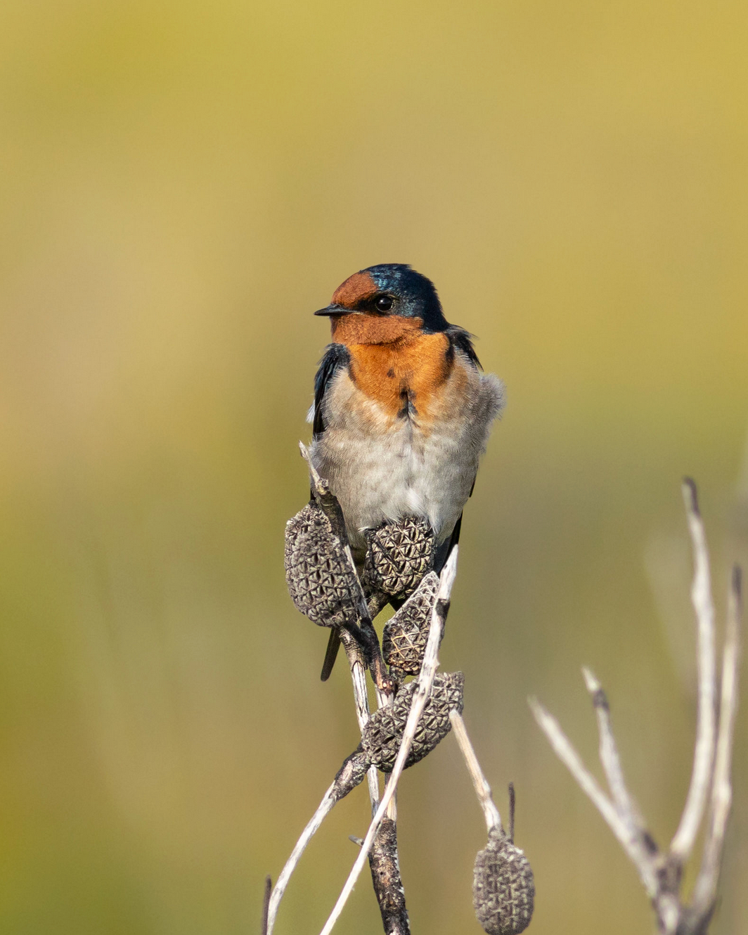 Bird photographer based in Sydney captured Welcome swallow bird in Wollongong perched on dried plant stalk in golden light.