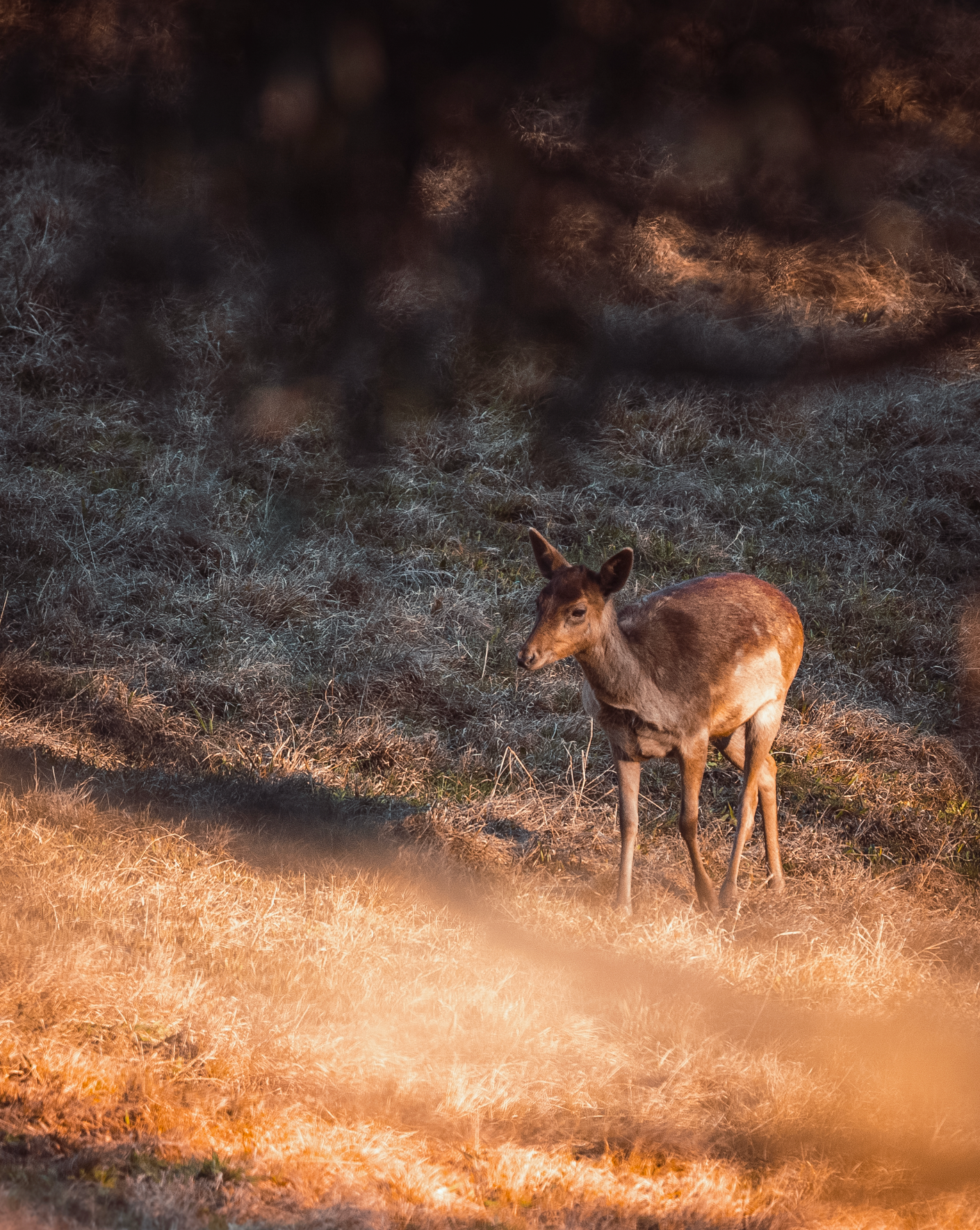 Wildlife photography of Young deer walking through misty grassland at golden sunset creating a dreamy natural landscape.