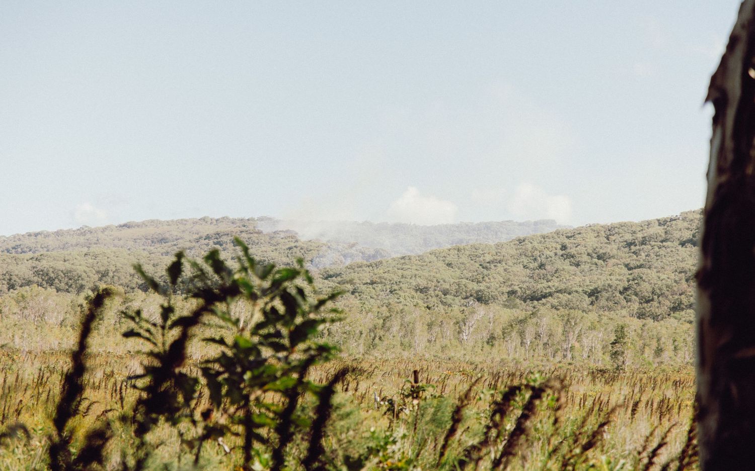 Lush green forest landscape with tall ferns in foreground and rolling hills under a pale blue sky. Sutherland Shire photographer