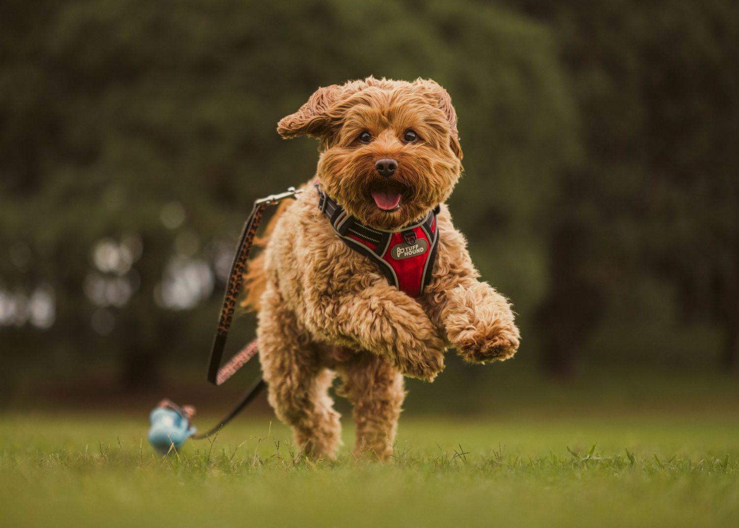 A happy fluffy golden Cavapoo dog running on green grass wearing a red harness and leash in a park. Sutherland Shire videographer