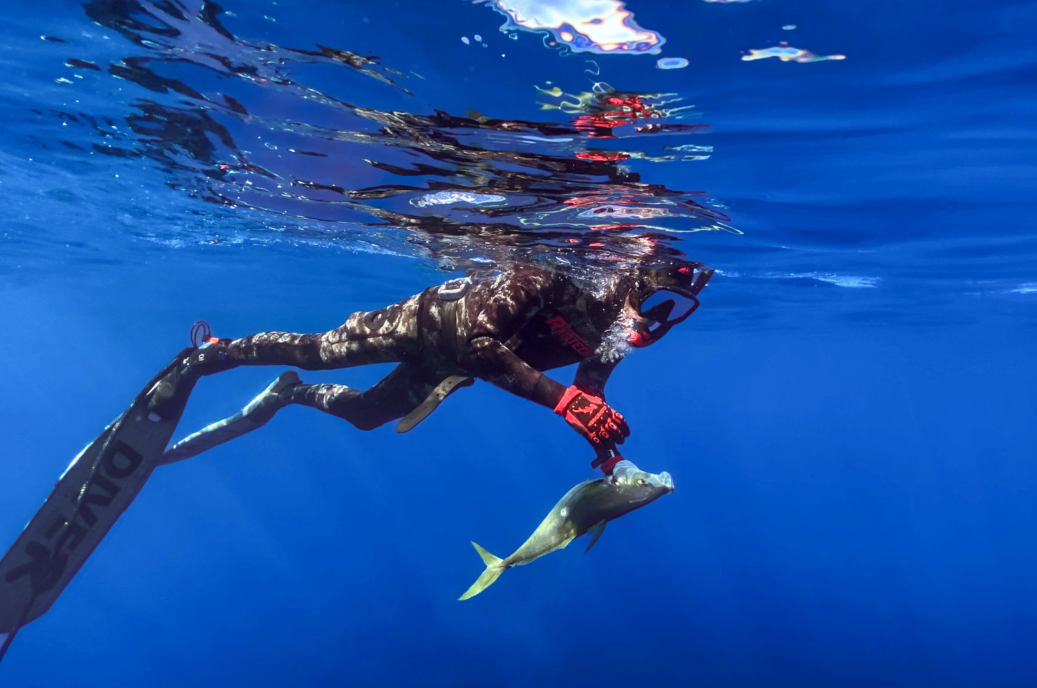Professional Underwater photography and videography Multiple divers swimming underwater in vibrant blue ocean waters in Sydney's Sutherland