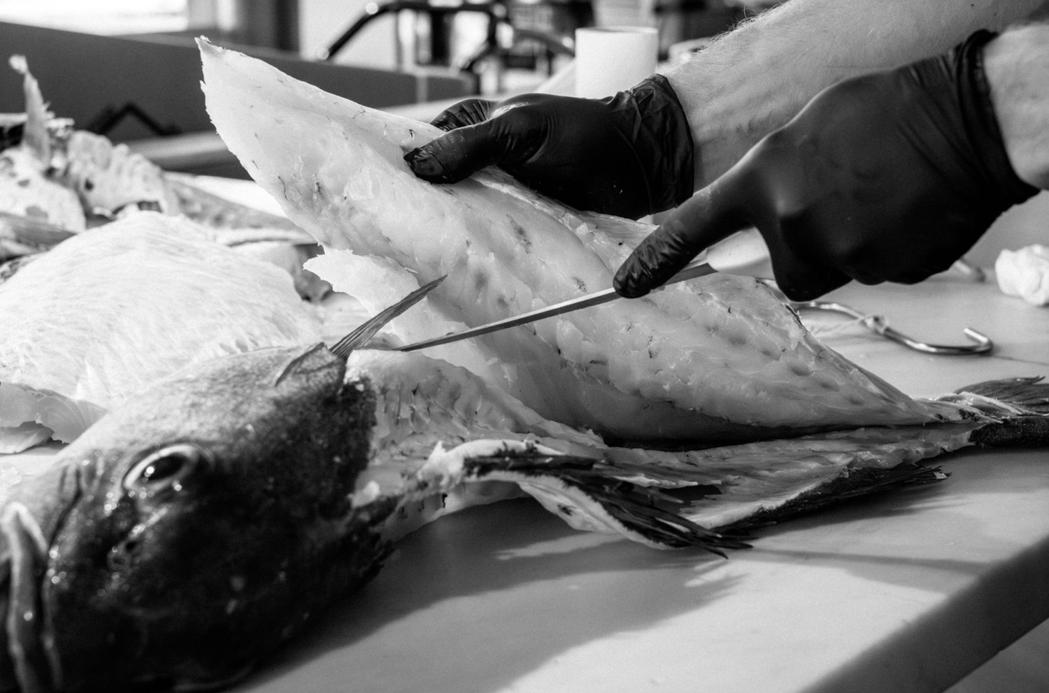 Food and product photography and videography Hands preparing fresh fish on cutting board in black and white.