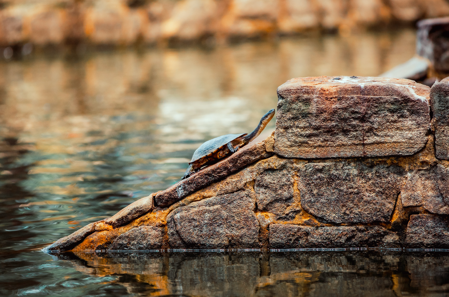 Wildlife photography of eastern long neck turtle in Sydney Weathered rock formation reflecting in calm water with warm lighting.