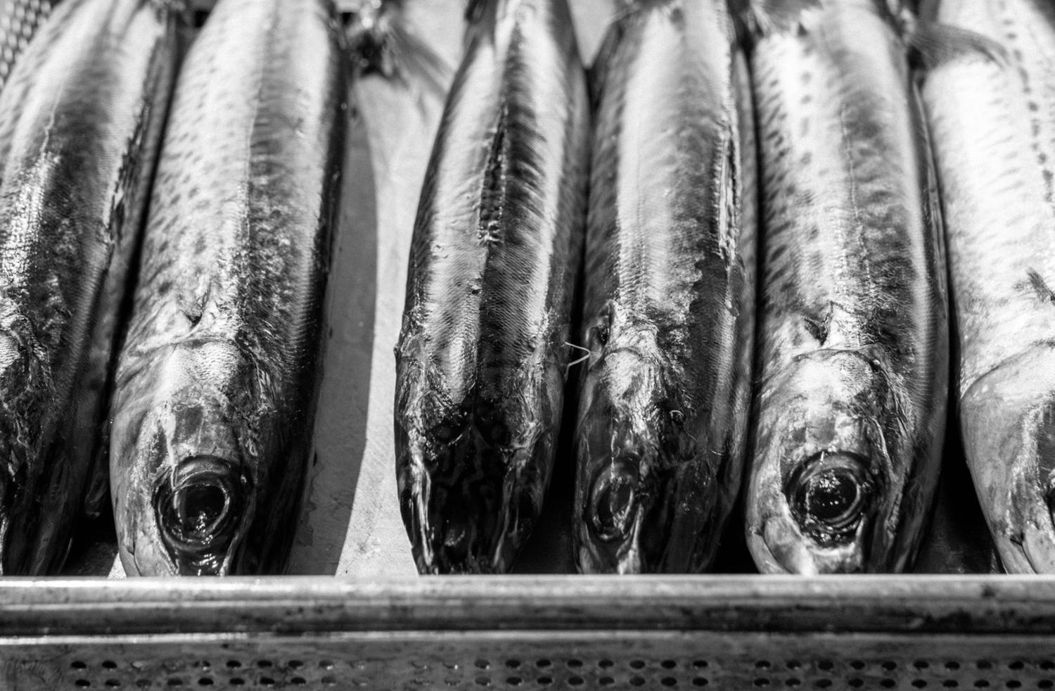 Food and product photography and videography Fresh mackerel fish lined up in rows showing silvery scales and patterns.