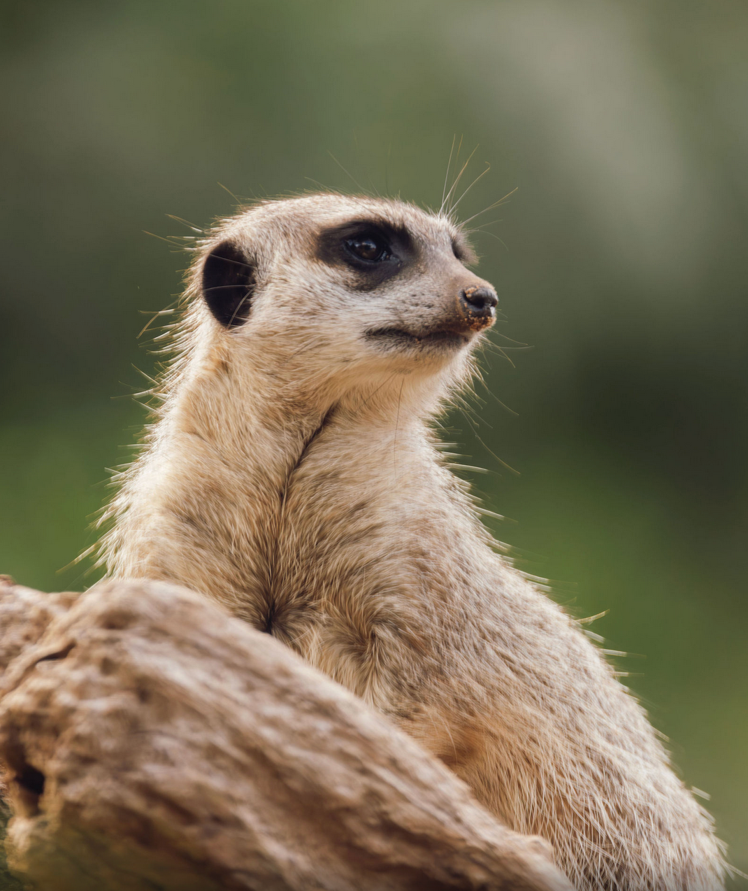 Close-up portrait of an alert meerkat with distinctive dark eye markings against a blurred natural background. wildlife photography
