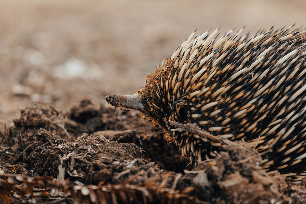 Echidna captured by wildlife photographer Keeleigh Shephard Close-up view of an echidna's spiky quills against brown soil.