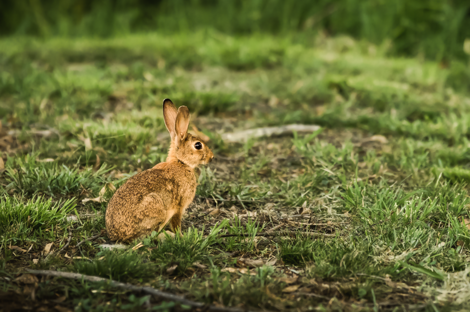 A nature and wildlife photography of brown rabbit sits alert in green grass during golden hour lighting.