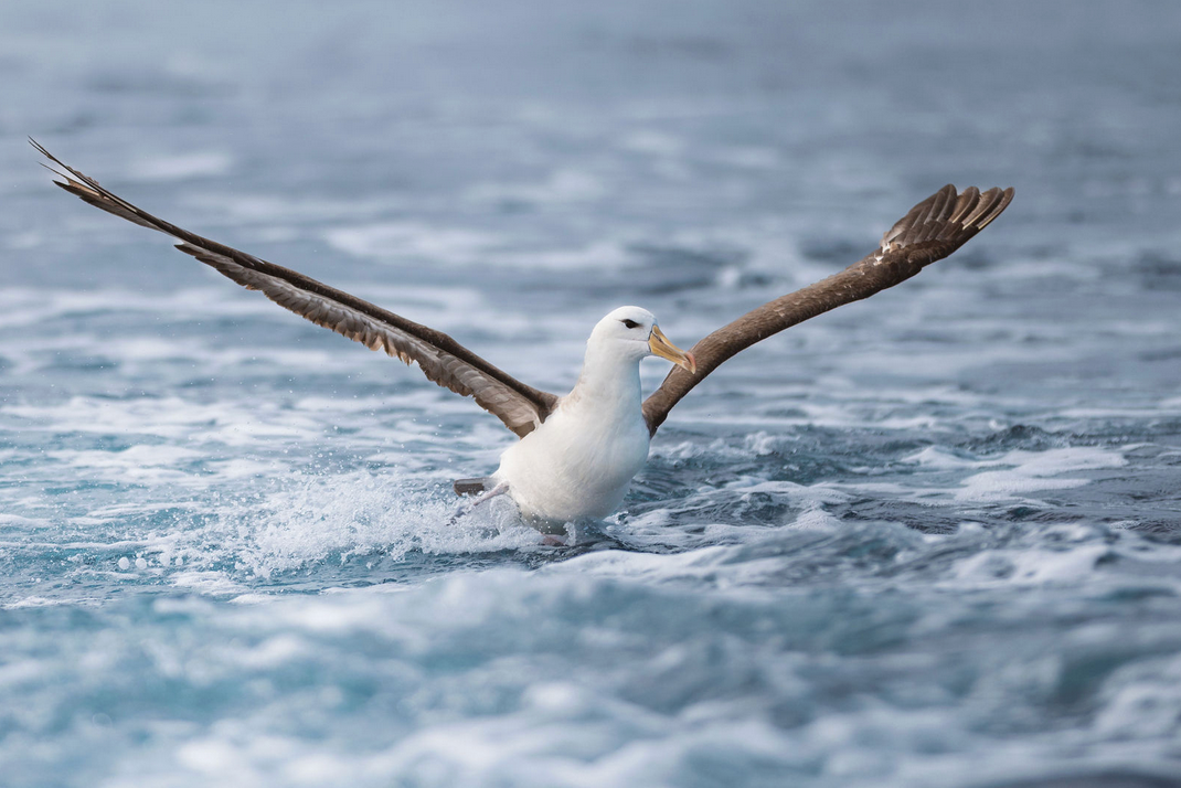 Albatross photo wildlife photographer based in Sydney captures with wide wingspan gliding over ocean waves in Sutherland Shire
