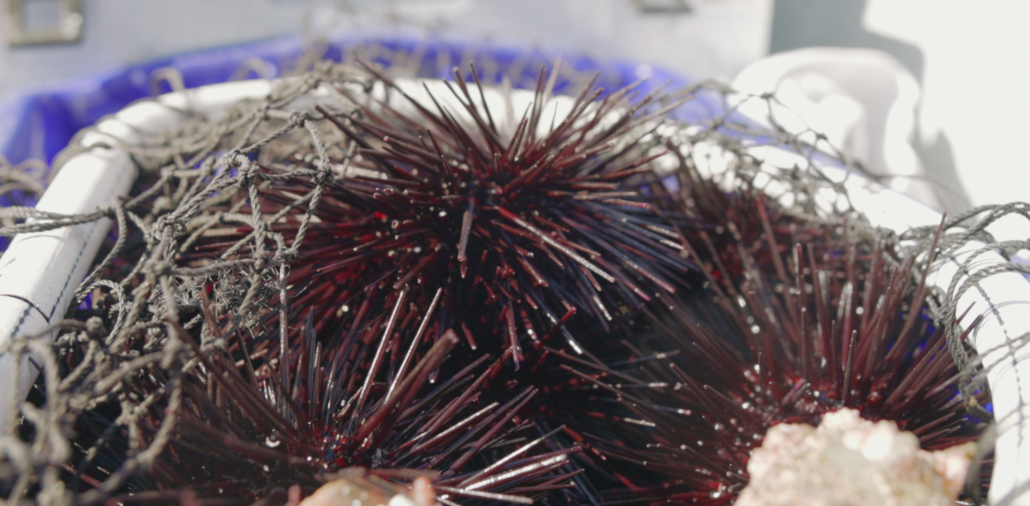 Fresh sea urchins displayed on ice at a seafood market in Cronulla Sutherland Shire