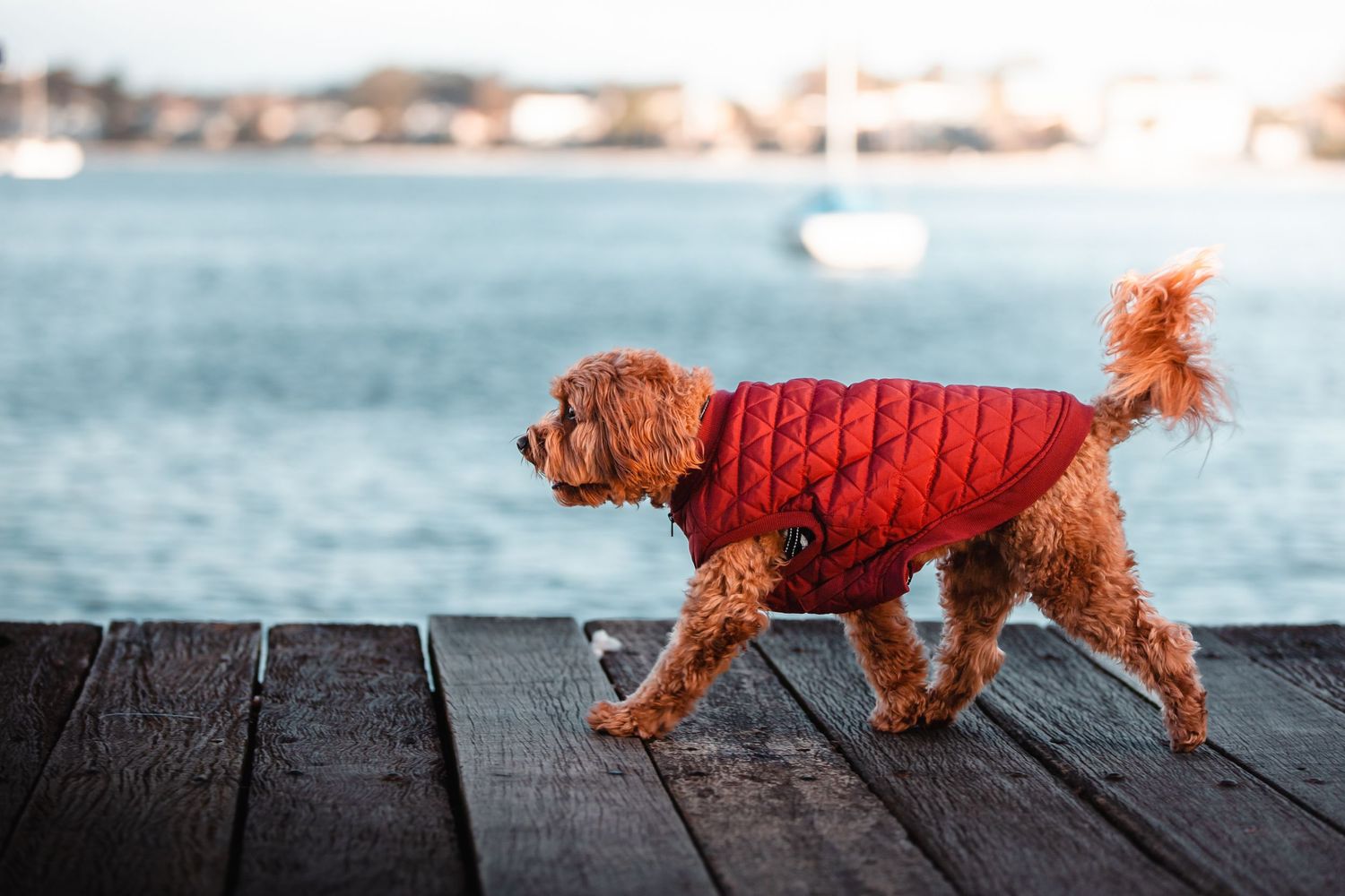 A fluffy golden doodle dog wearing a red quilted jacket walks on a wooden dock near the ocean. Sutherland Shire videographer