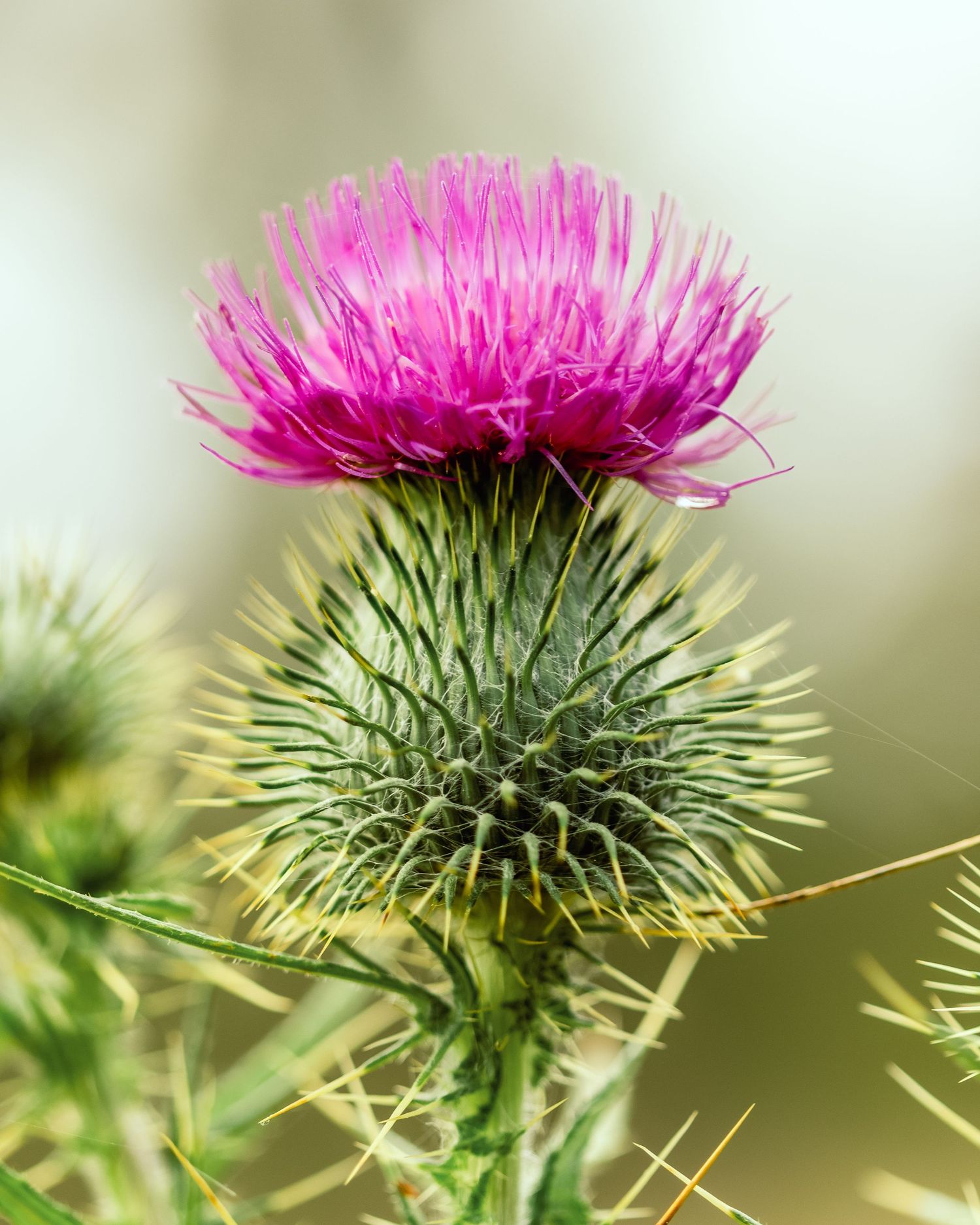 Close-up of pink thistle flower with spiky green leaves against blurred background.