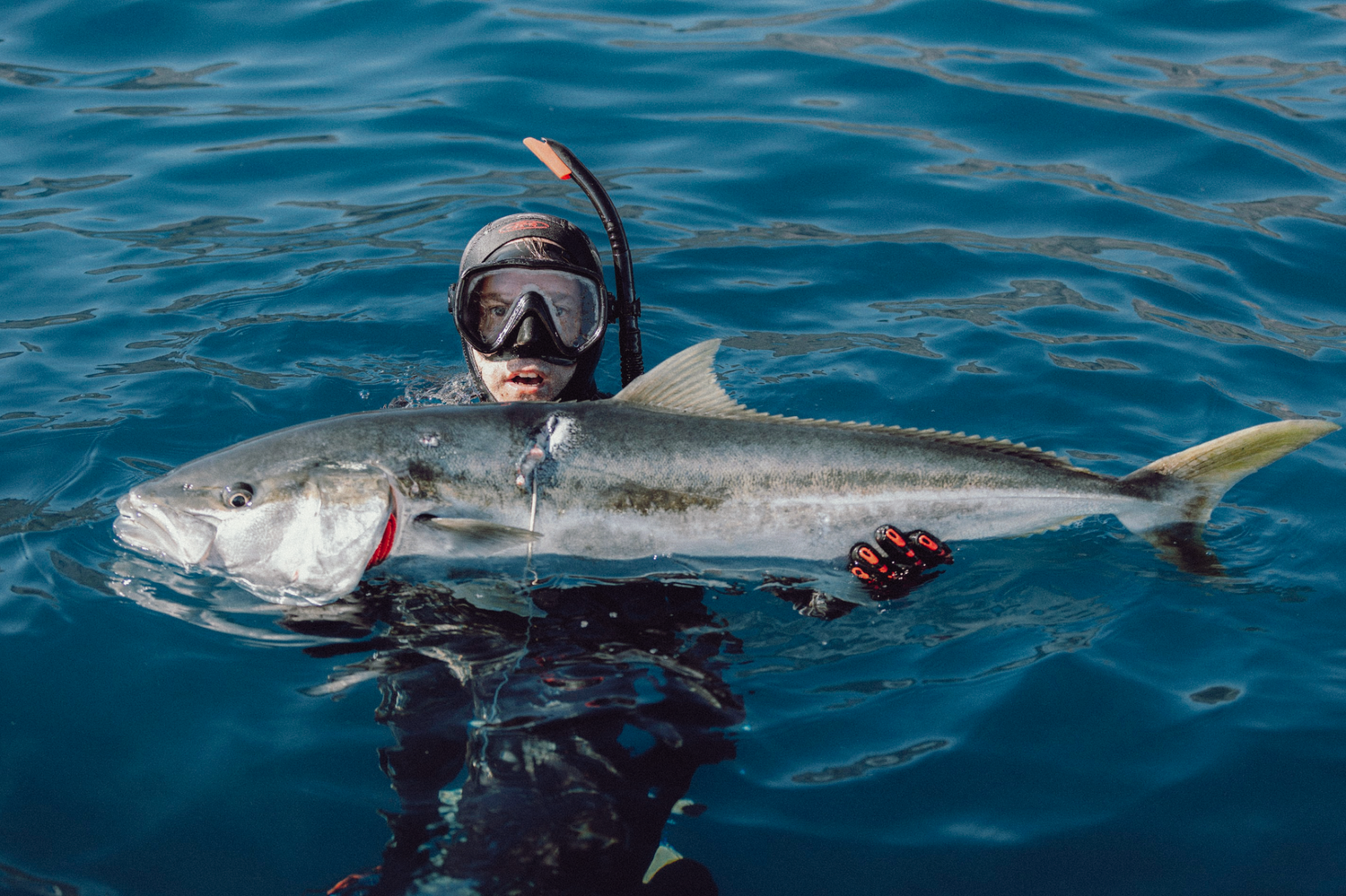 Professional underwater and ocean photography and videography Diver in snorkel gear swimming in clear blue ocean water. Kingfish