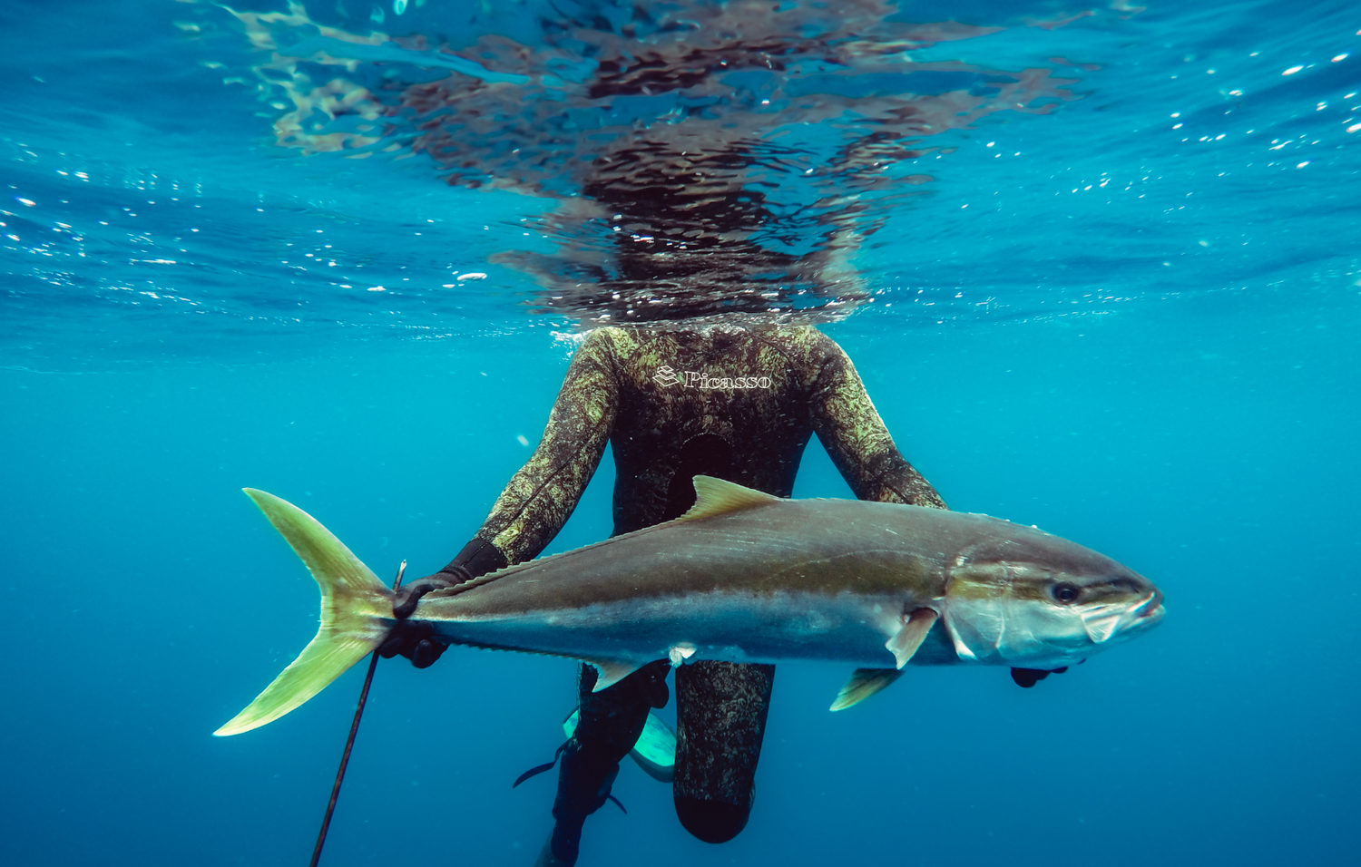 Sydney Sutherland Underwater professional photography Spearfishing holding a caught Huge Kingfish underwater in vibrant blue ocean waters.