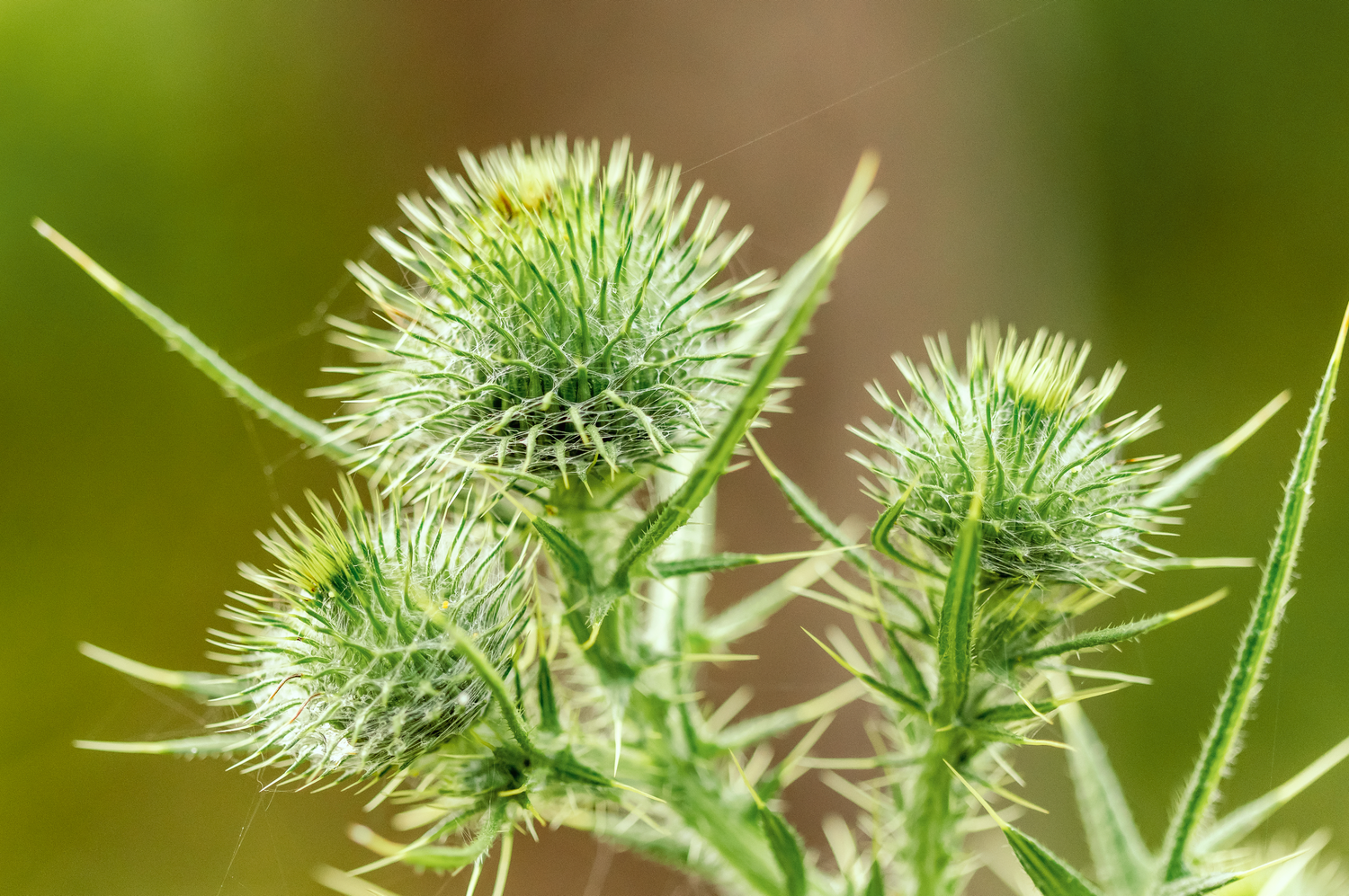 Branding and business photography and videography of nature photography Close-up of spiky green thistle plant heads in natural setting.