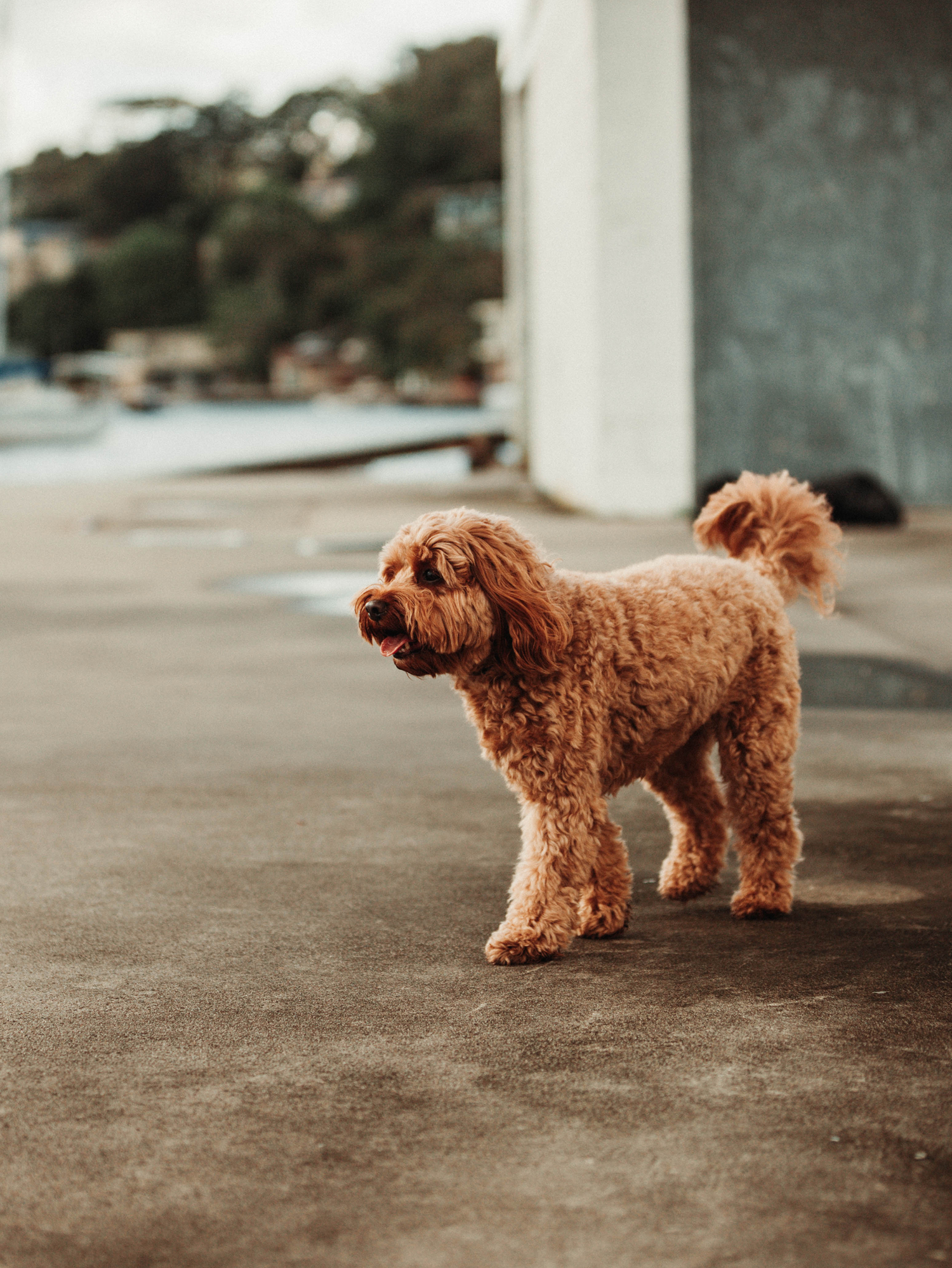 A fluffy golden Cavapoo dog stands on a concrete surface outdoors, with blurred greenery and buildings in the background.