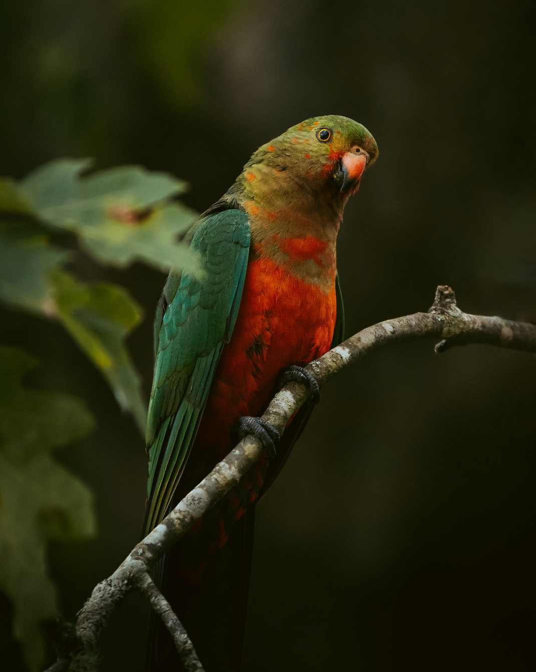 Bird photographer based in Sydney captures Vibrant red and king parrot perched on a dark branch in low light conditions in Sutherland Shire