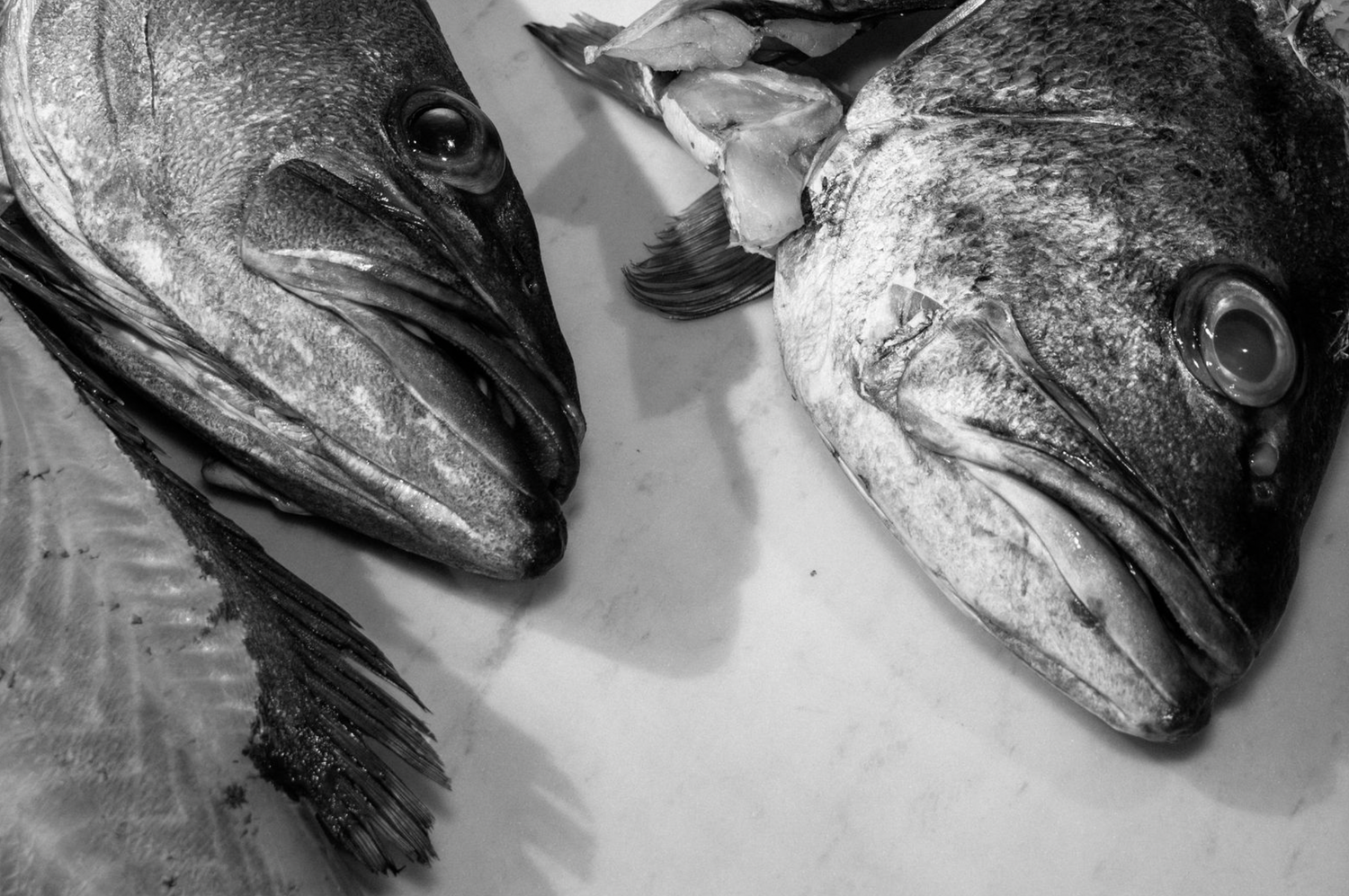 Food and product photography and videogrSeries of black and white photographs showing fresh fish heads with prominent eyes and gill details.