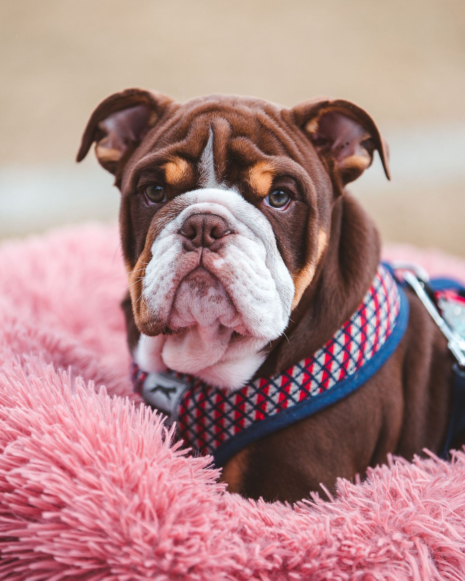 Brown English Bulldog puppy with wrinkled face resting on a pink fluffy bed wearing a blue harness. Sutherland Shire videographer