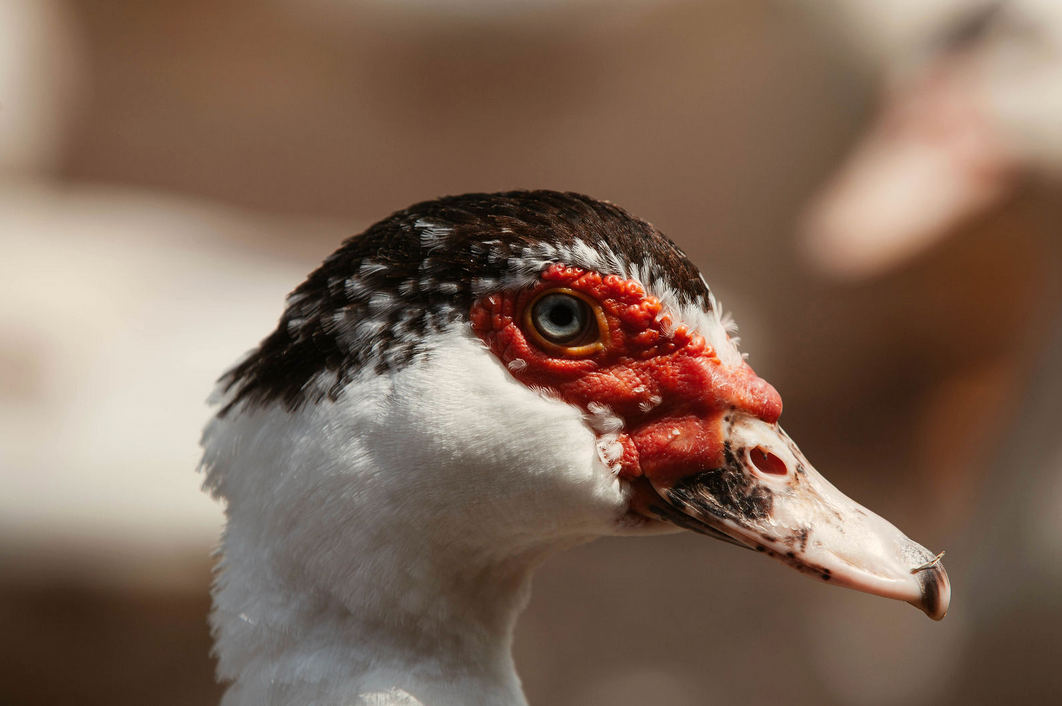 Wildlife photographer based in Sydney show Close-up profile view of a bird's head showing detailed red and white feathers.