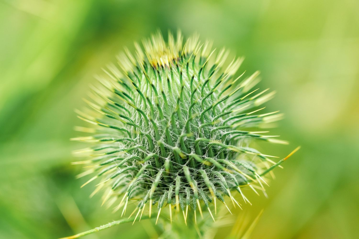 Nature photography Close-up of a spiky green thistle flower head against blurred natural background.