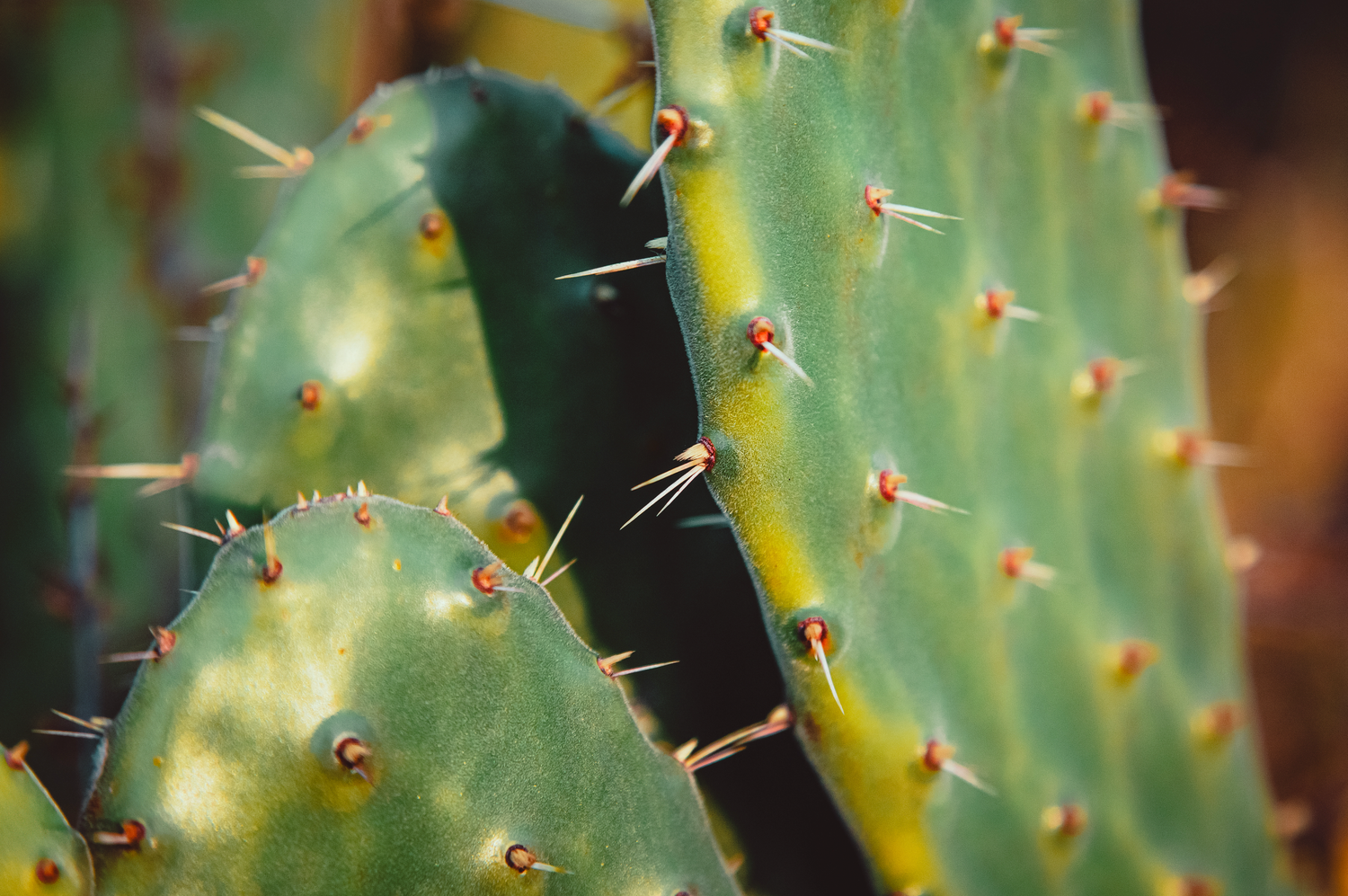 Nature photography close up macro Detailed close-up of cactus spines showing sharp thorns against green plant tissue.