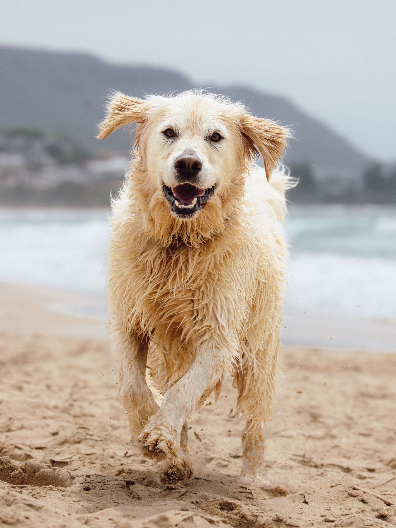 A wet golden retriever runs joyfully along a sandy beach with ocean waves and misty hills in the background. Sutherland Shire videographer