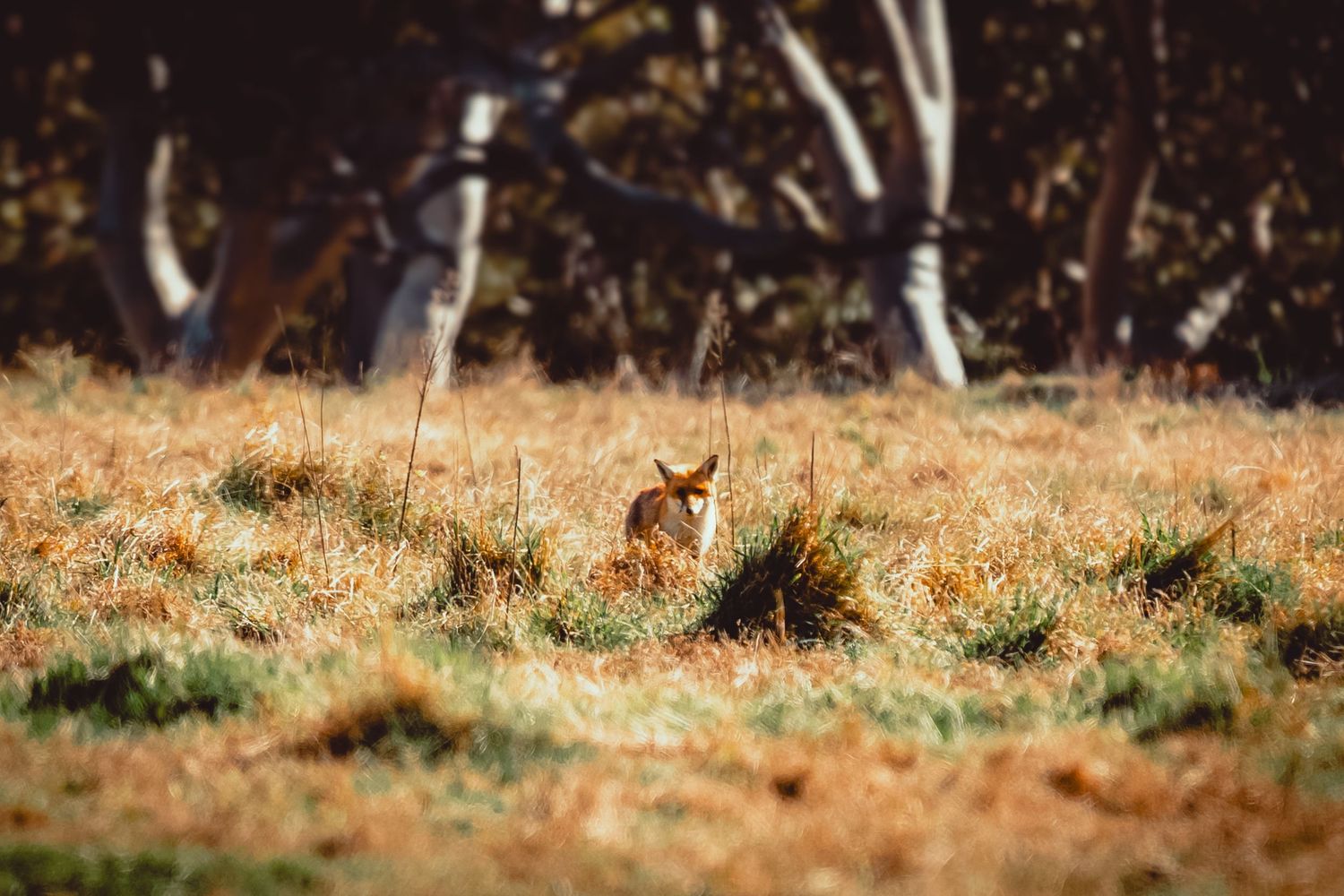 Branding and business photography in Sydney's Sutherland Shire  Dry grassland scattered trees and brush in a natural wilderness setting.