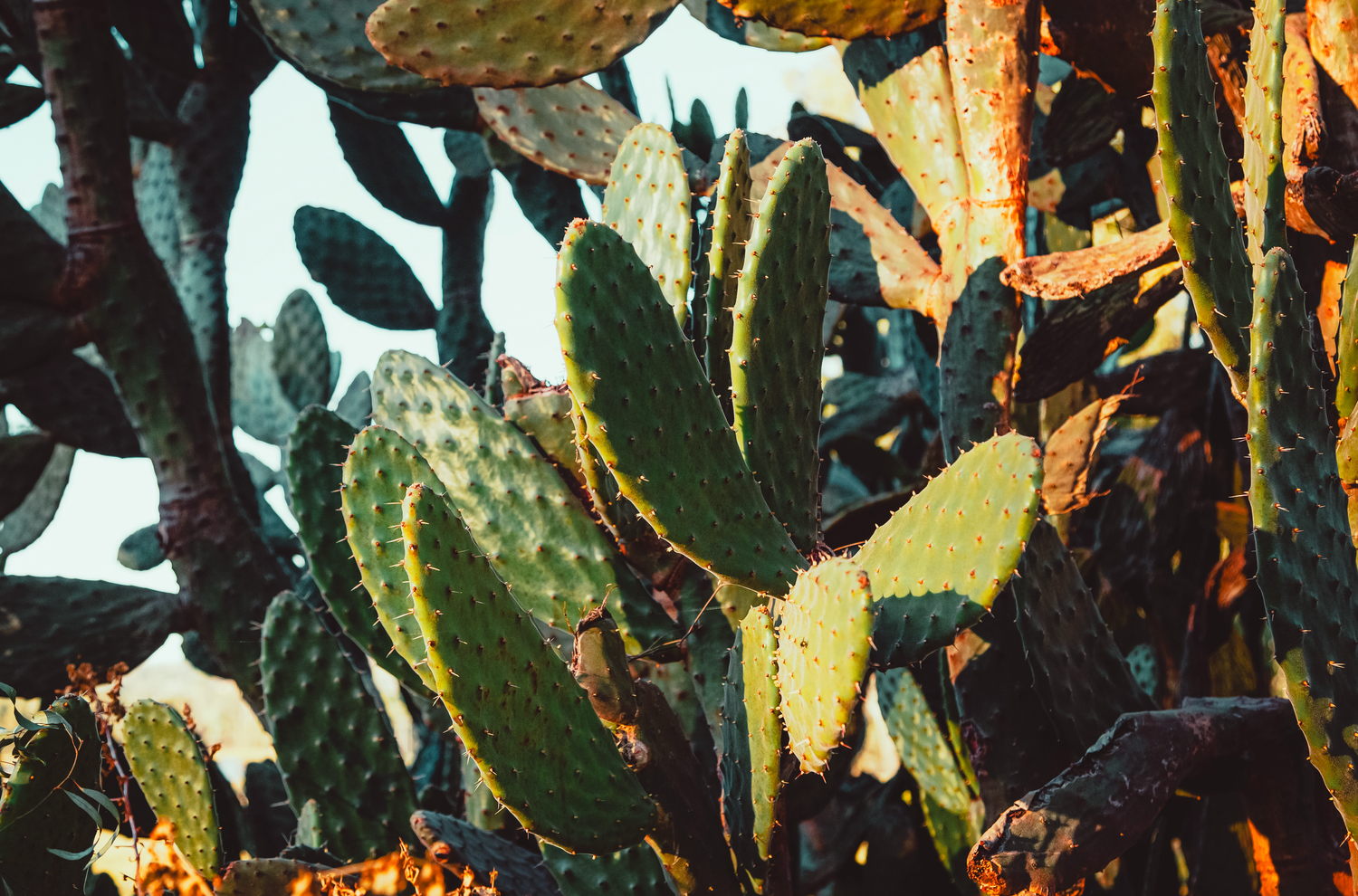 Prickly pear weed nature photography of Detailed view of prickly pear cactus plants with thick green paddles in natural light.