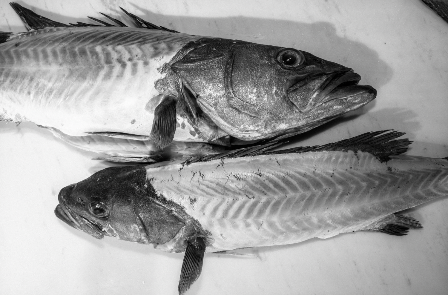 Food and product photography and videography Side view of whole fresh fish specimens arranged in a line showing anatomical details.