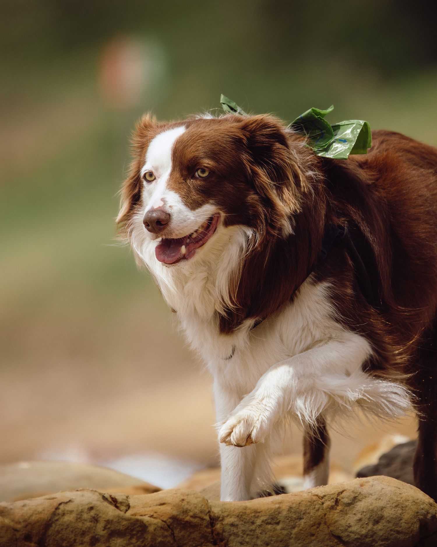 Brown and white Border Collie with green leaves on head, posing on rocks with one paw raised. Sutherland Shire videographer