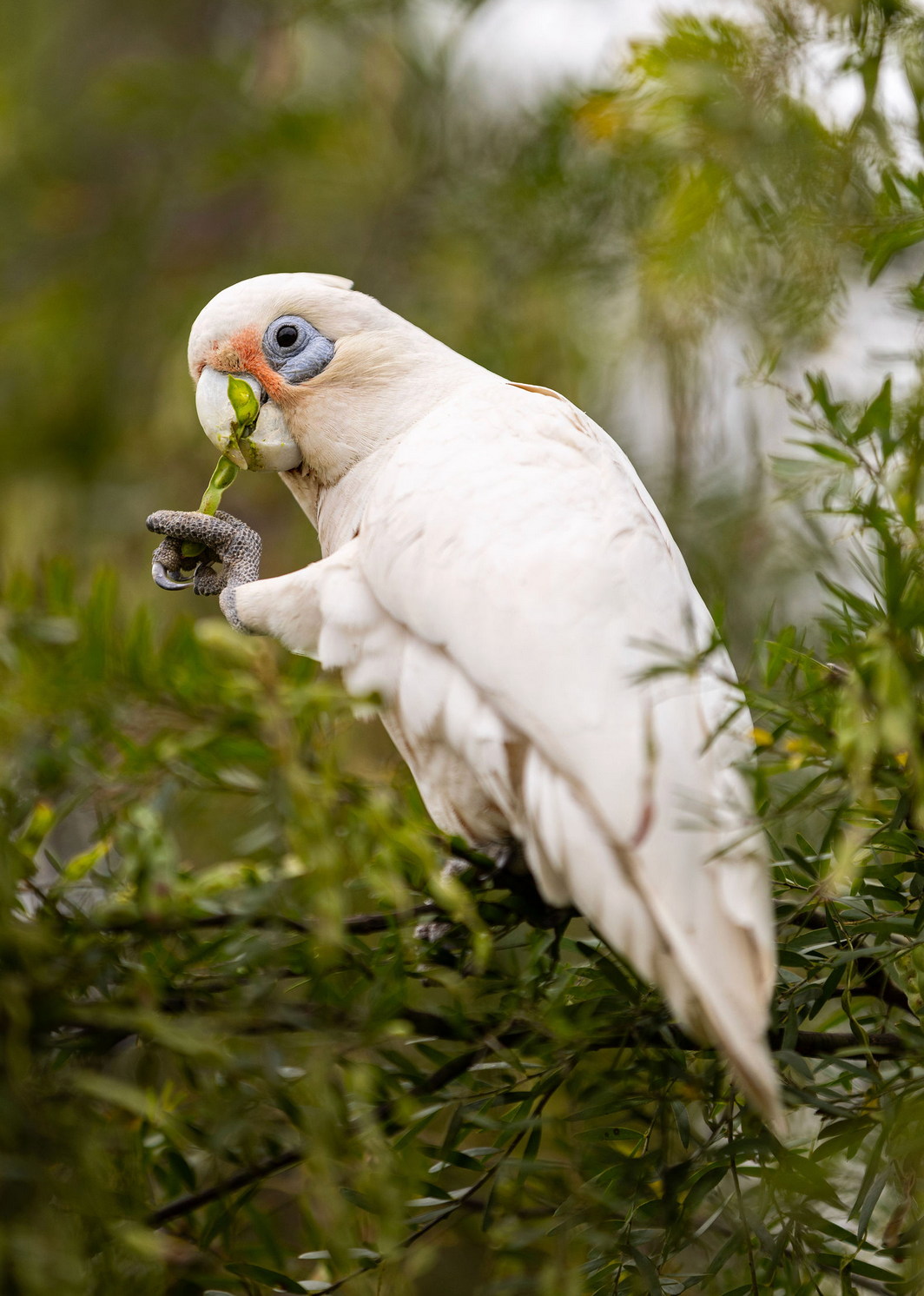 Bird photographer based in Sydney White Corella in Sydneys Sutherland Shire foraging among green leaves in natural habitat.