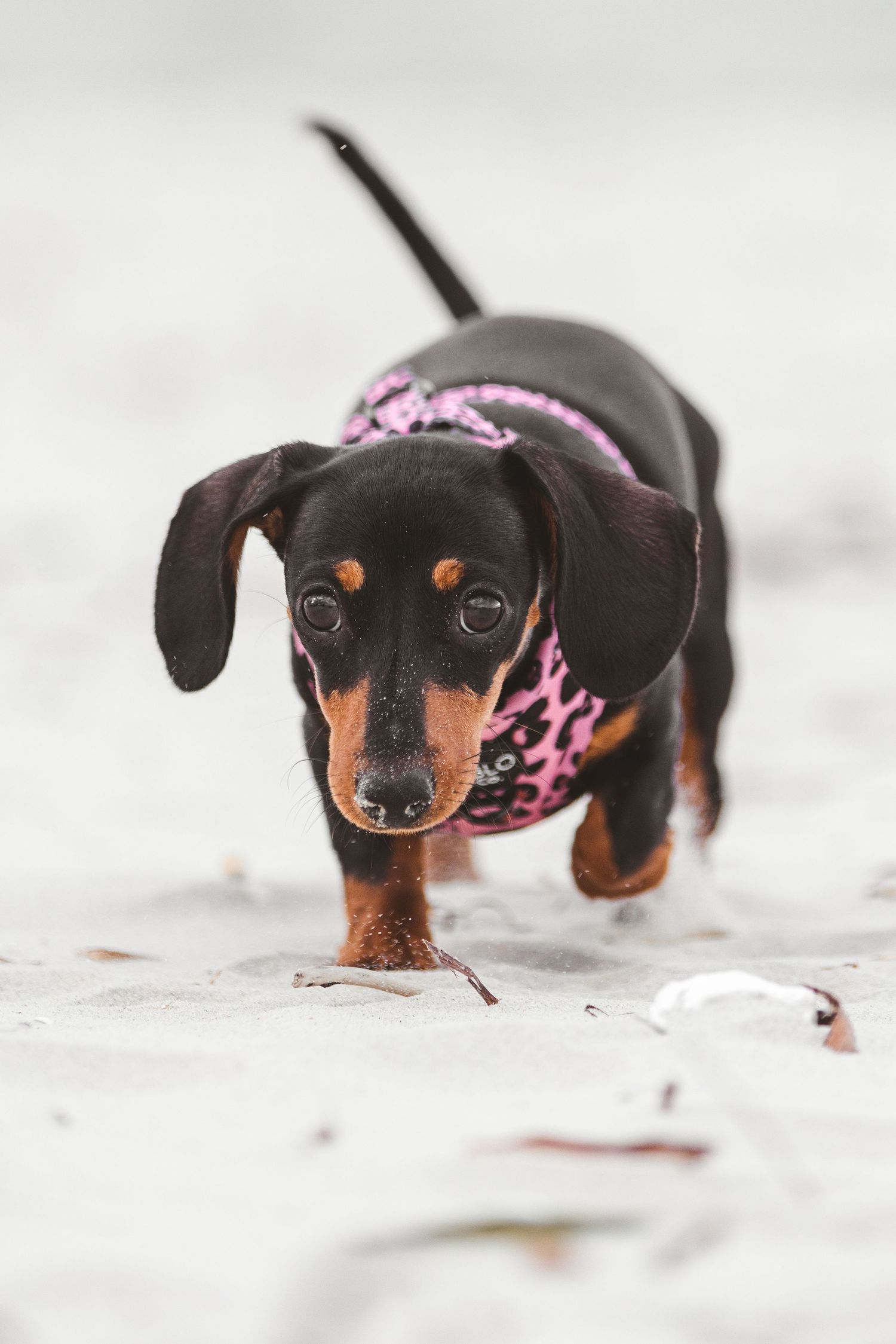 A black and tan dachshund wearing a pink leopard print harness walks on a sandy beach. Sutherland Shire videographer