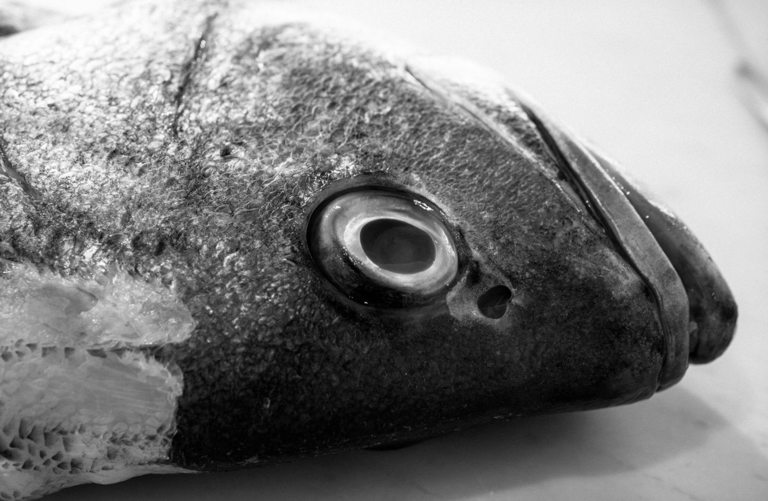 Food and product photography and videography Black and white close-up of fresh fish heads showing detailed scales and eyes.