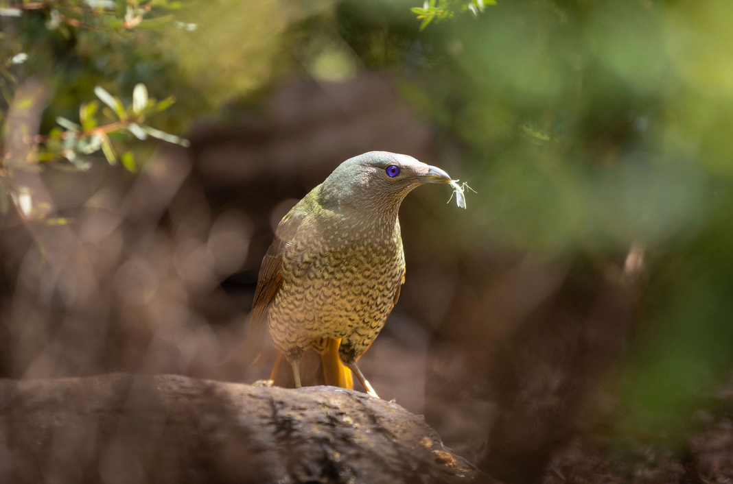 Wildlife photographer based in Sydney captures Female Satin Bower Bird perched among green foliage in soft focus taken in Sydney NSW