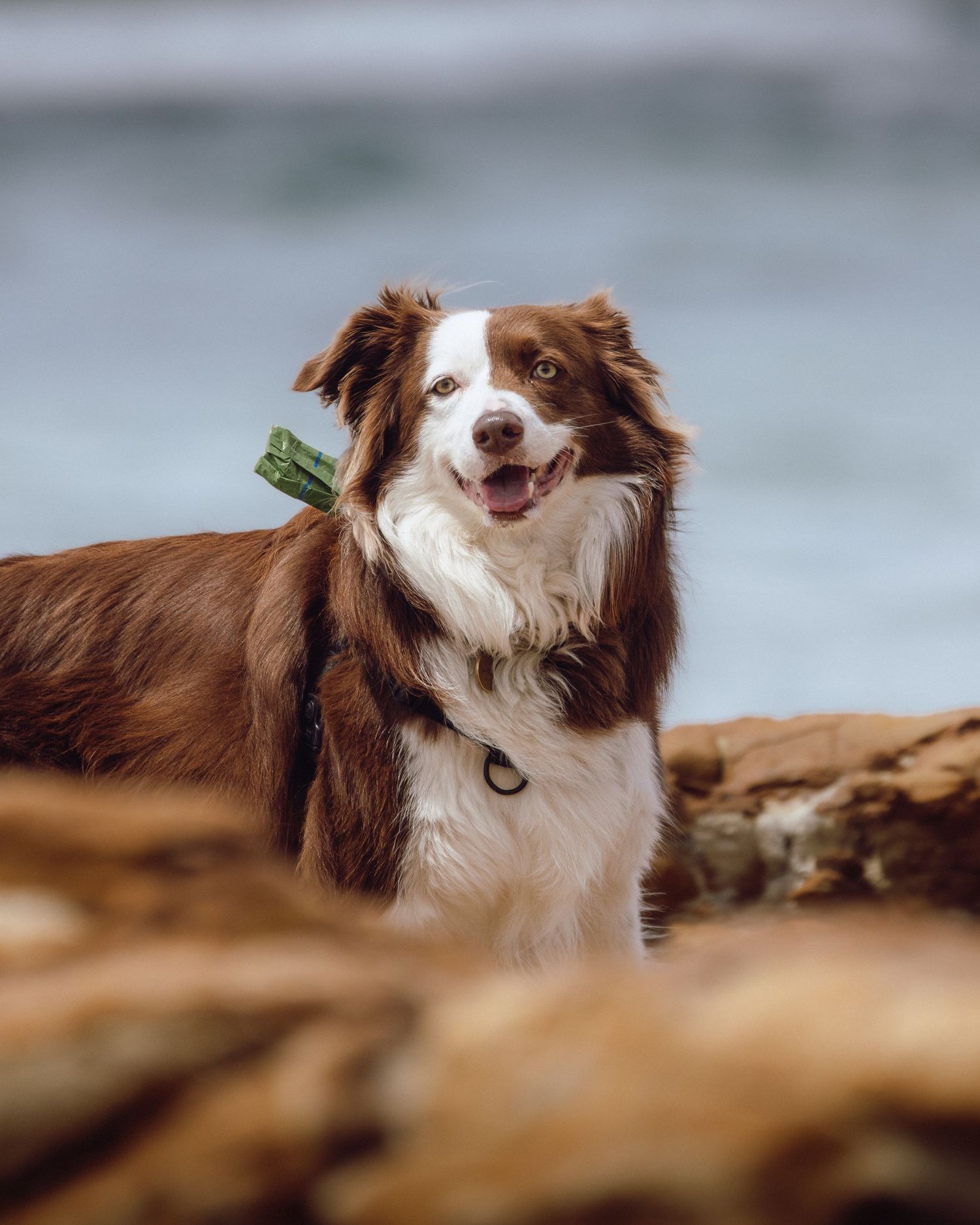 A happy brown and white Border Collie dog standing on rocky shore with ocean in the background. Sutherland Shire videographer