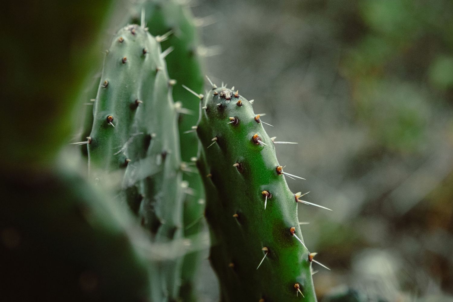 Nature photography macoro Close-up detail of sharp cactus spines against a blurred green background.