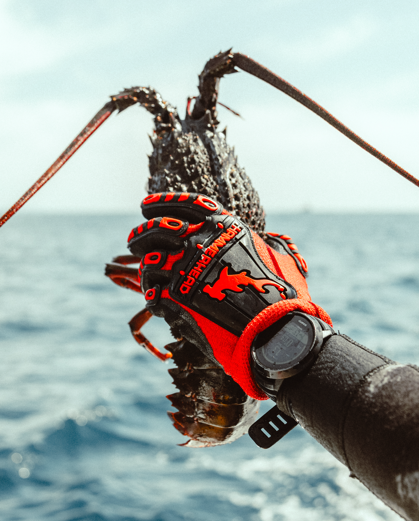 Lifestyle photography of Close up of a spiny lobster being held with red diving gloves against ocean background.