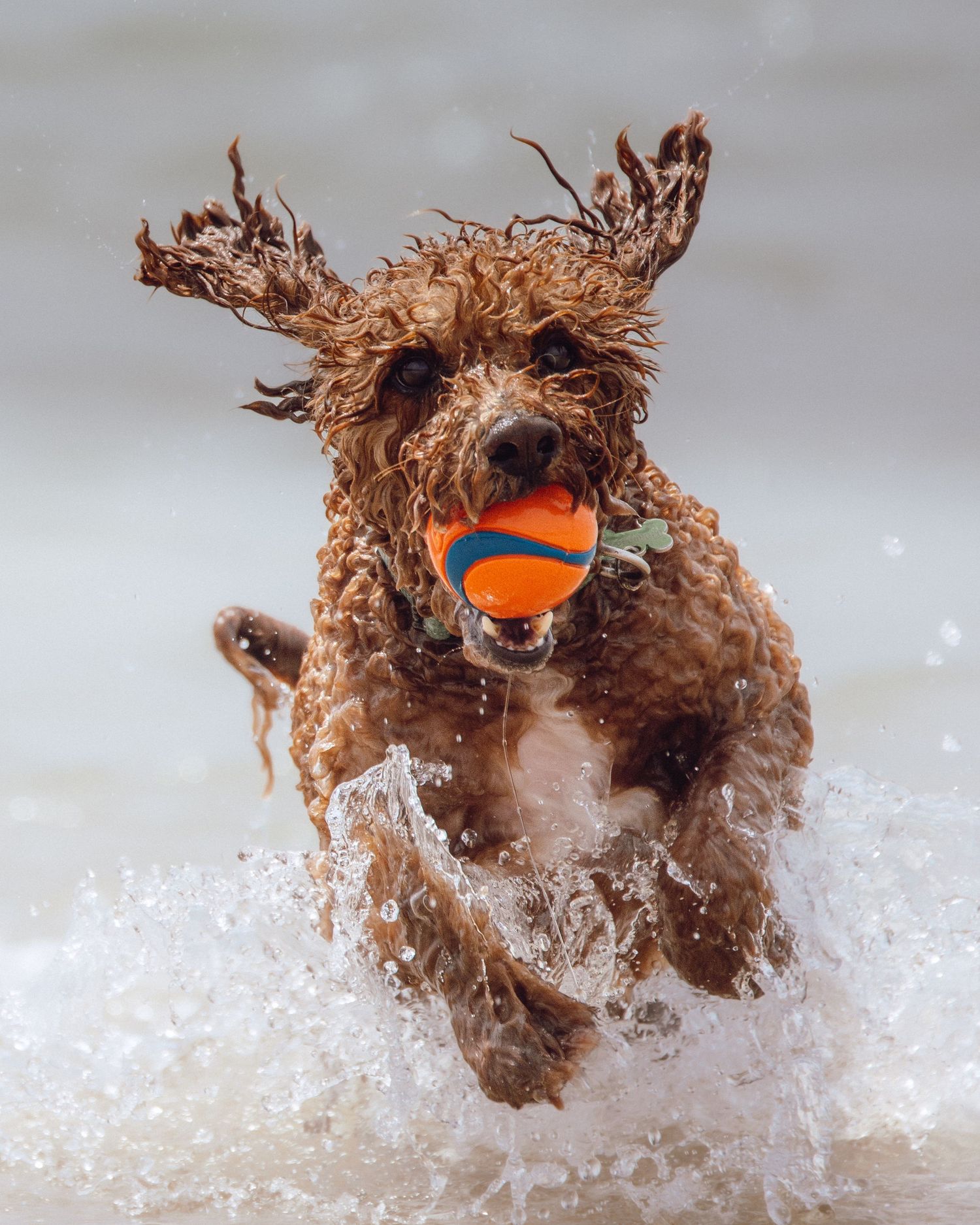Wet brown spaniel dog joyfully running through ocean waves with an orange ball in its mouth.