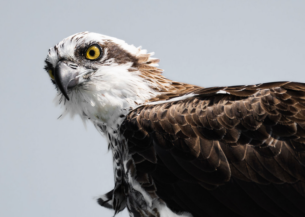 Captured by wildlife photographer Keeleigh Shephard Close-up profile of an osprey's head and beak against a light background in Sydney