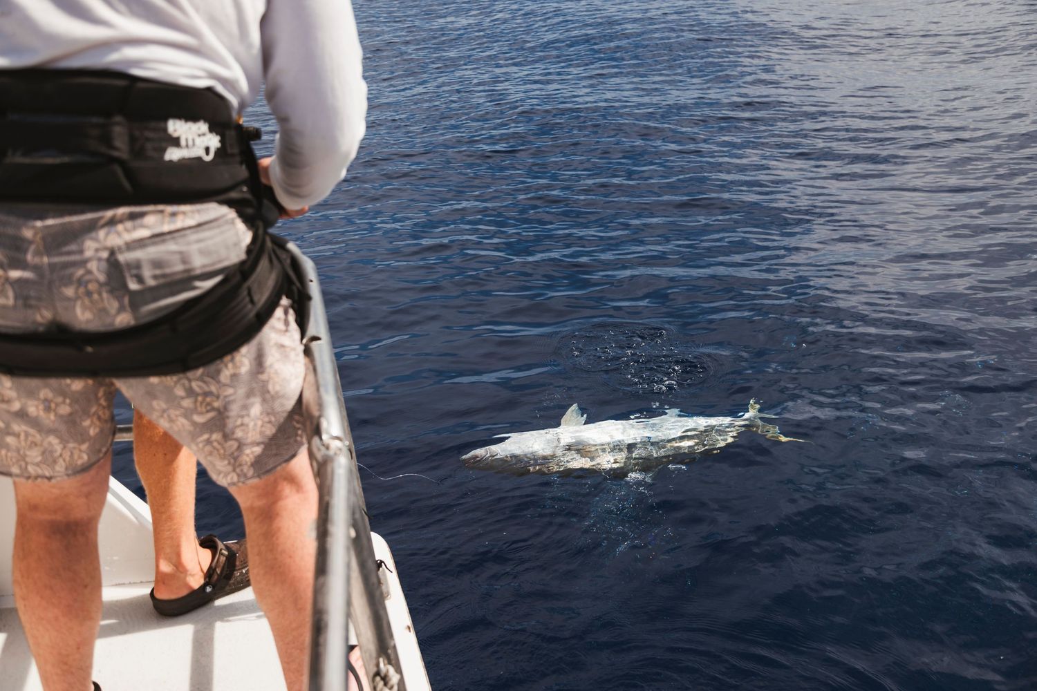 Angler on boat watches a marlin swimming near the surface of deep blue ocean water.