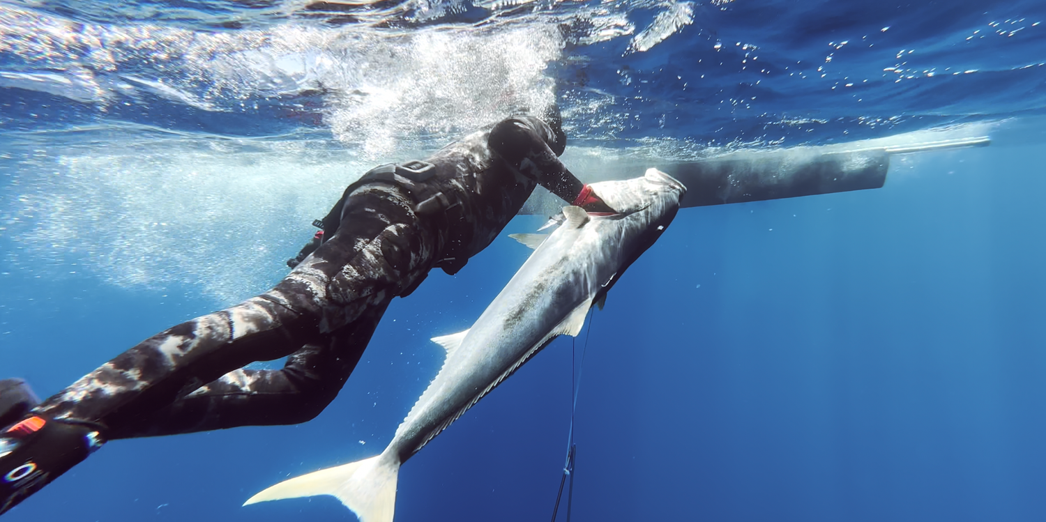 Sydney Documentary and Film production a diver with a kingfish underwater in Cronulla Sutherland Shire