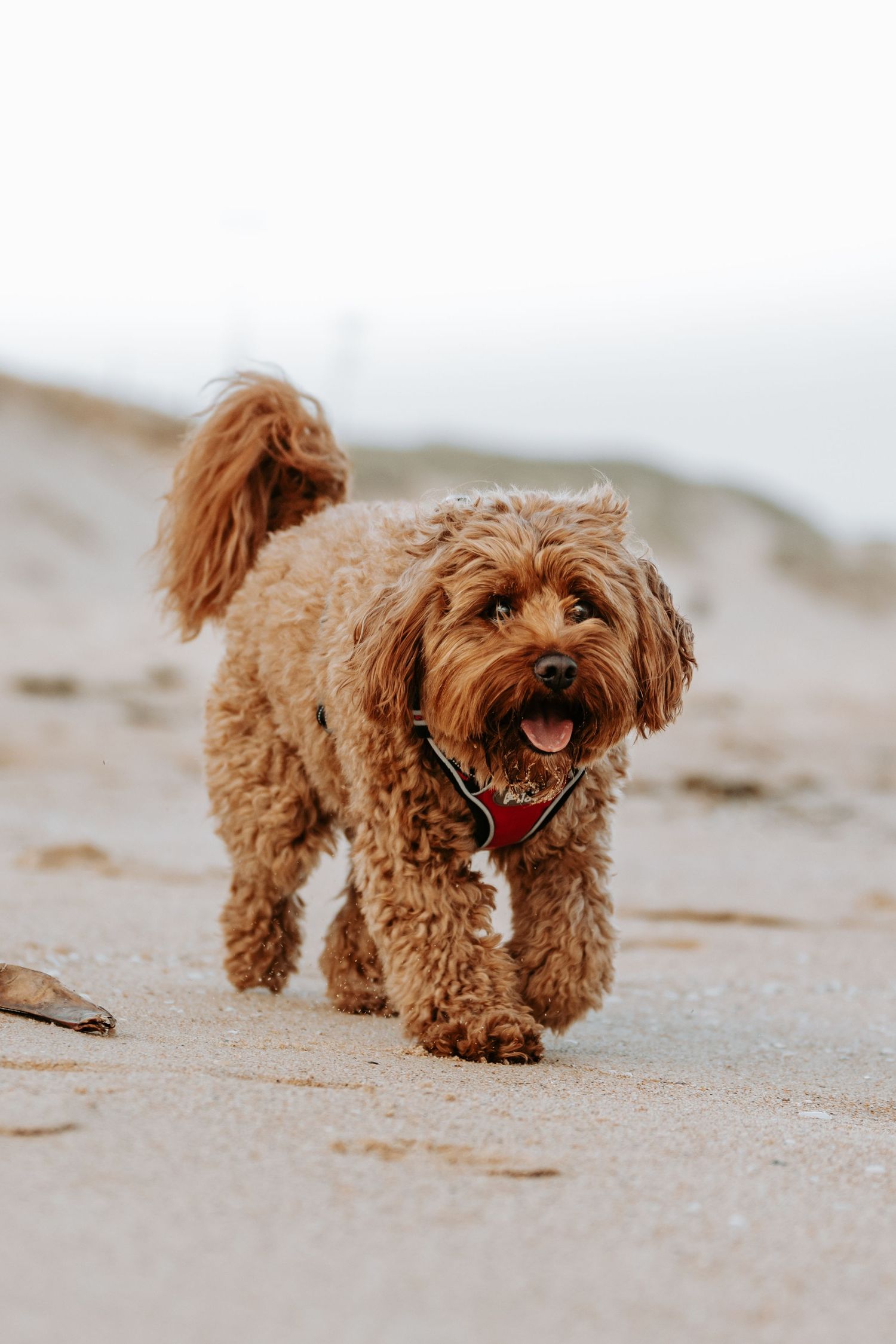 A fluffy golden Cavapoo dog wearing a red harness walks happily on a sandy beach with tongue out. Sutherland Shire videographer