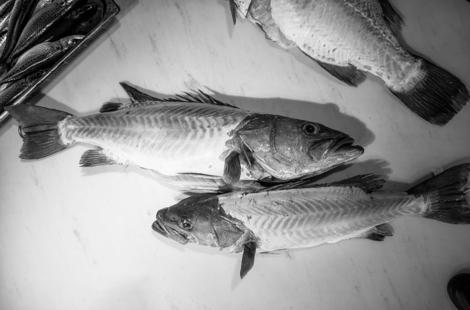 Food and product photography and videoCollection of fresh fish specimens arranged horizontally showing full body details in black and white.