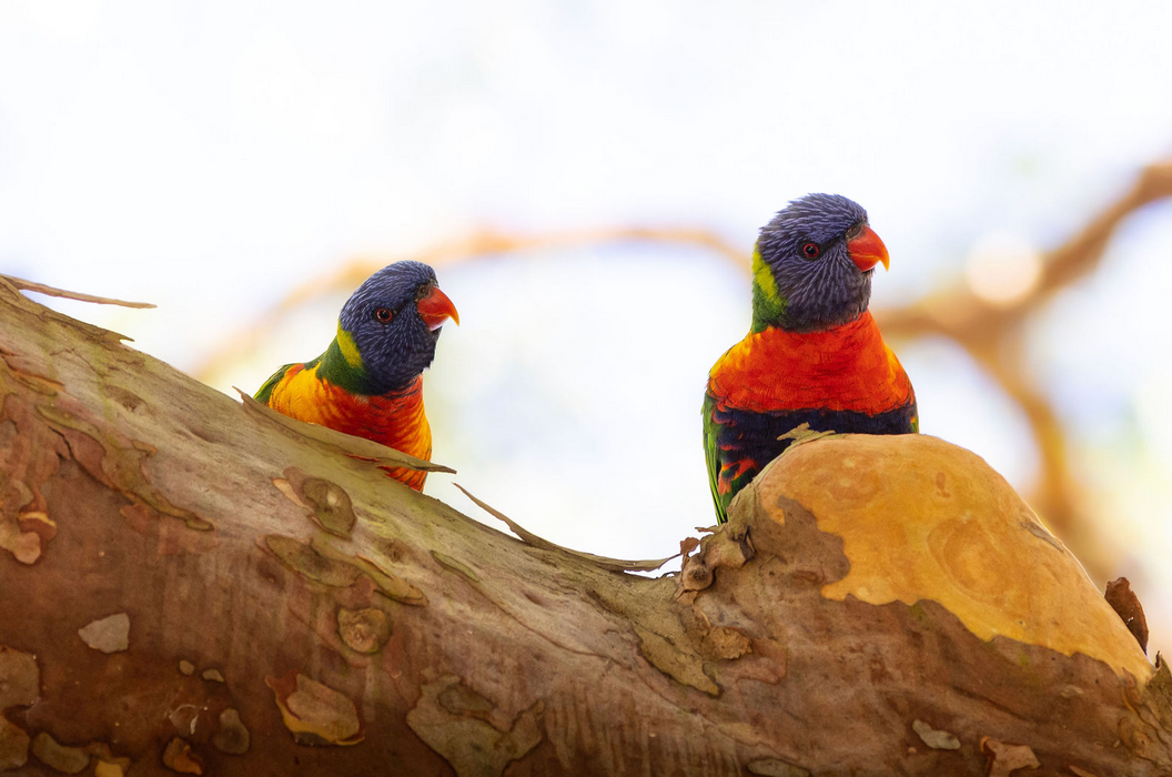 Wildlife photographer based in Sydney captures Colorful rainbow lorikeets perched on a branch against a light background.