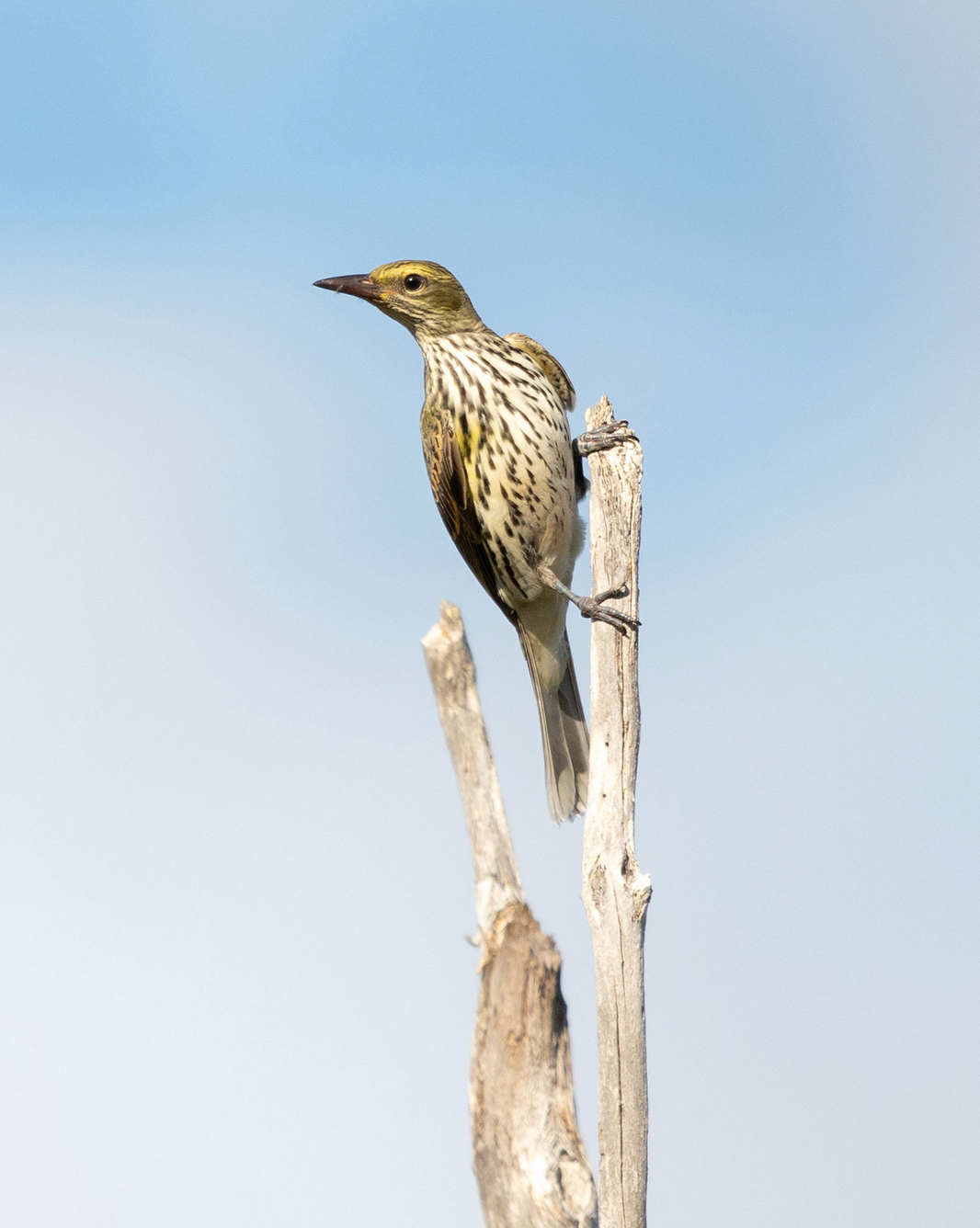 Wildlife photographer based in Sydney captures Spotted bird perched on weathered driftwood against light blue sky in Sutherland Shire