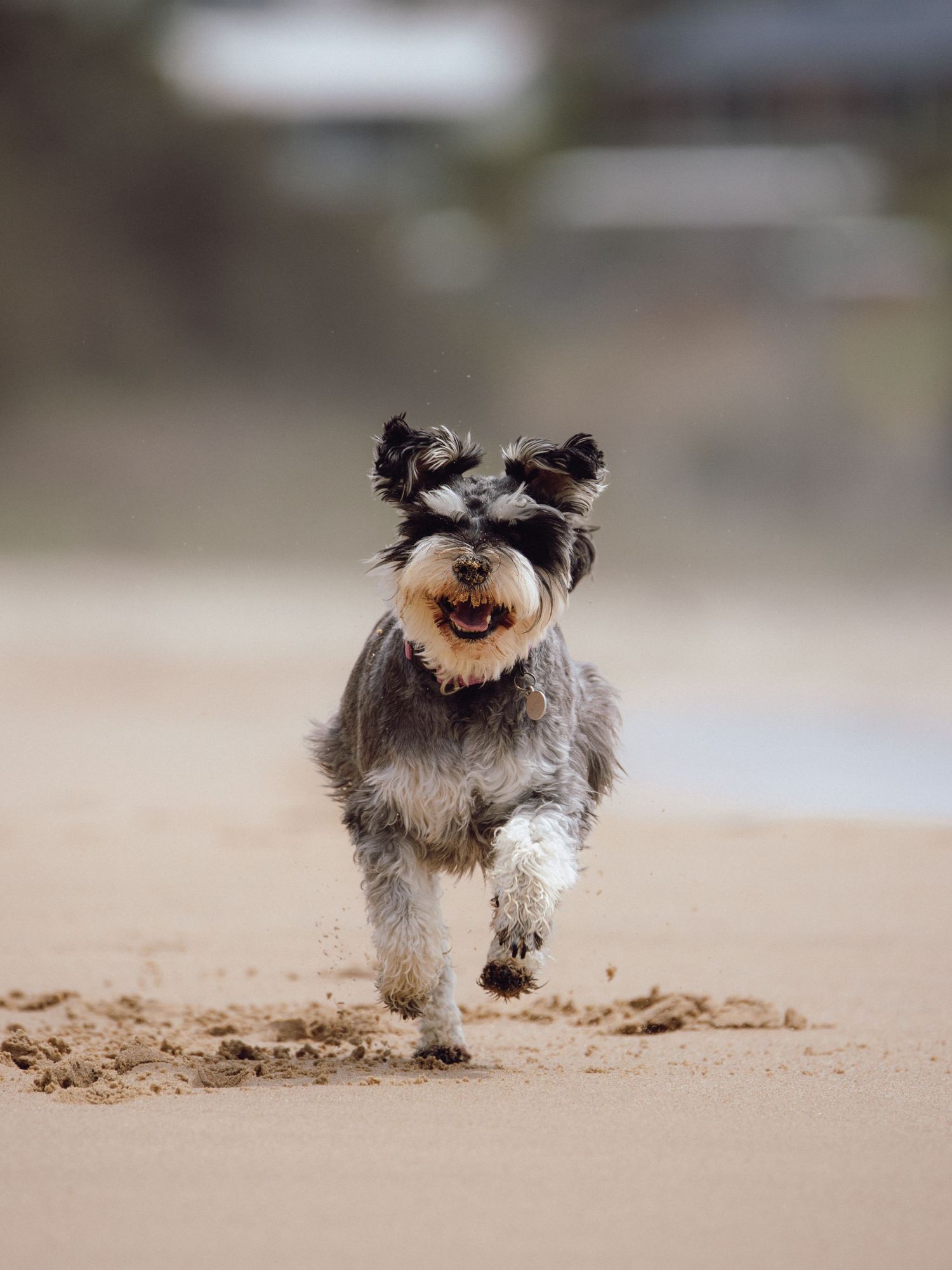 A happy Miniature Schnauzer dog running energetically on a sandy beach with ears flapping and mouth open. Sutherland Shire videographer