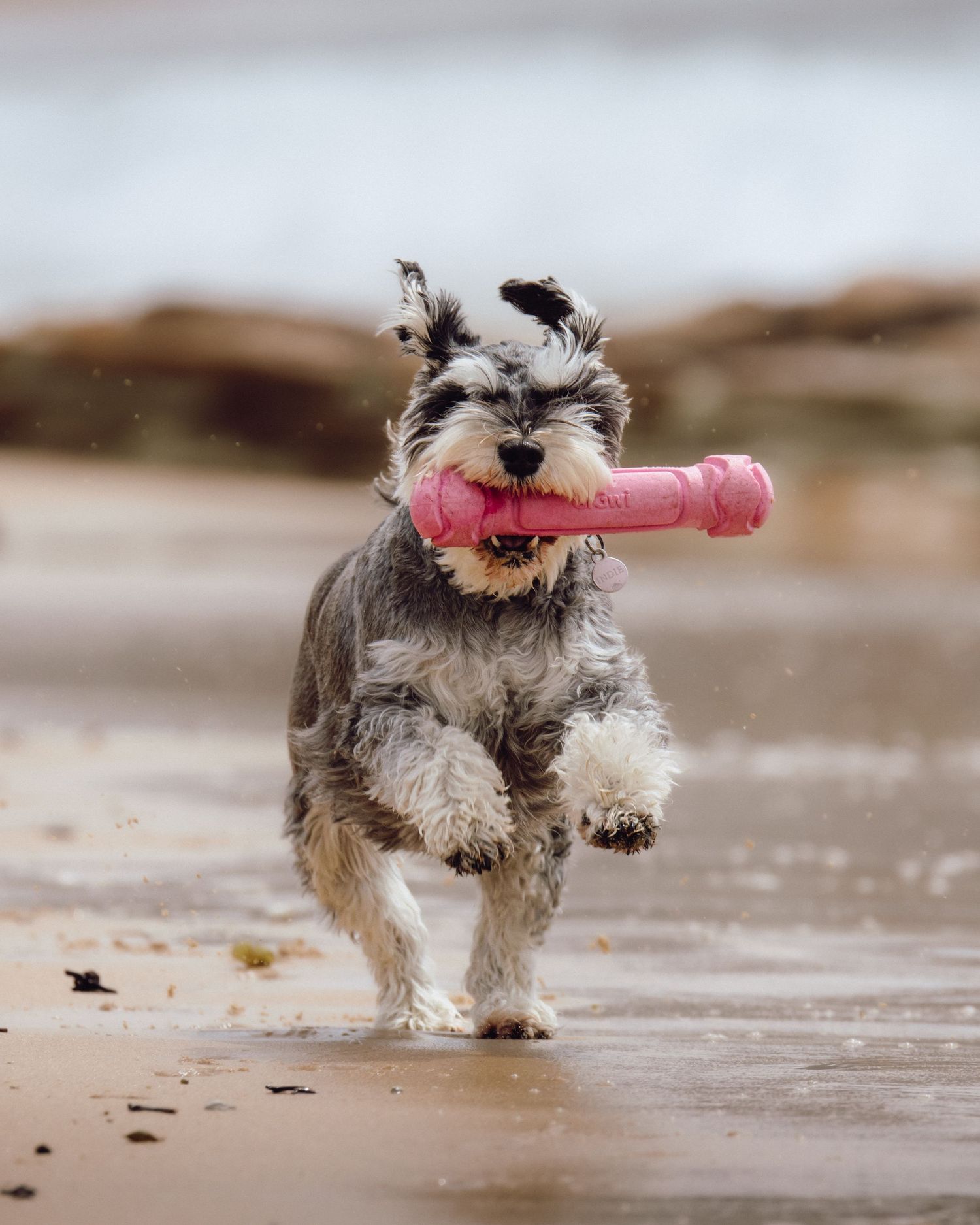 Wollongong pet photographer Small shaggy dog running on beach carrying pink toy in its mouth.